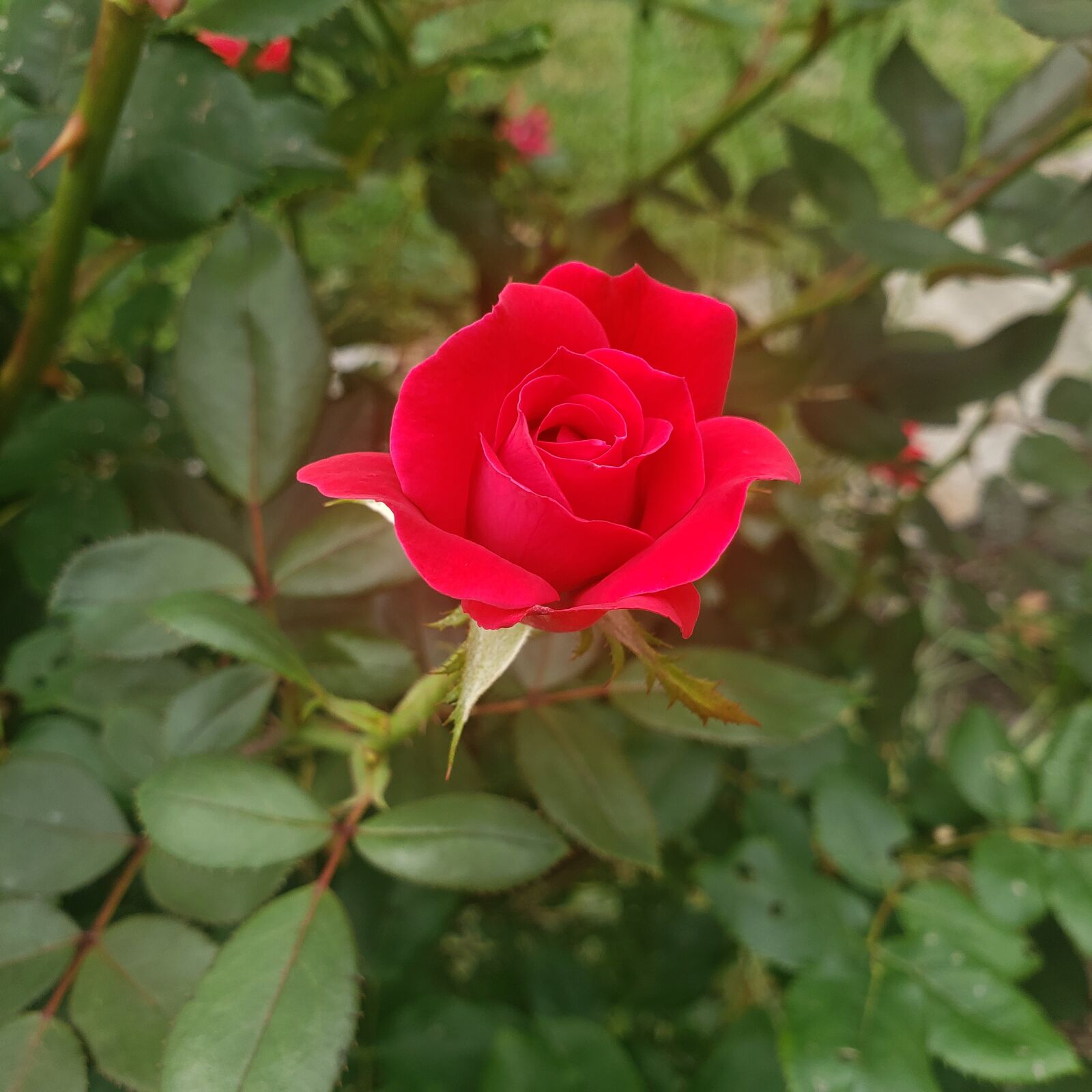 Samsung Galaxy Note9 sample photo. Single, red, rose photography
