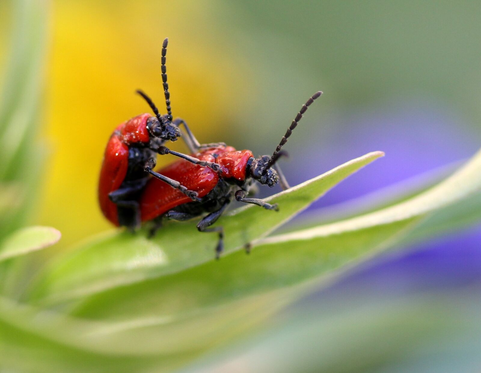 Canon EF-S 60mm F2.8 Macro USM sample photo. Insects, red, mating photography