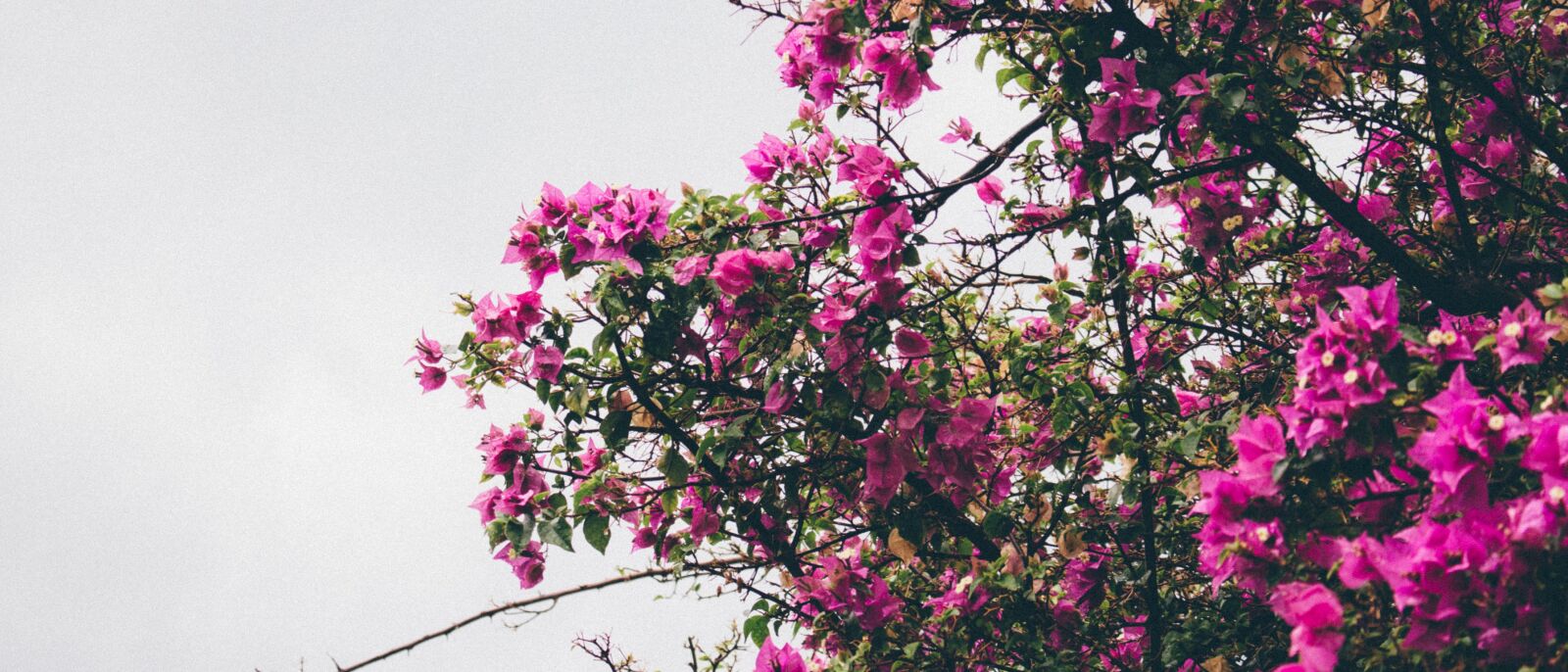 Canon EOS 100D (EOS Rebel SL1 / EOS Kiss X7) sample photo. Tree, flowers, sky photography