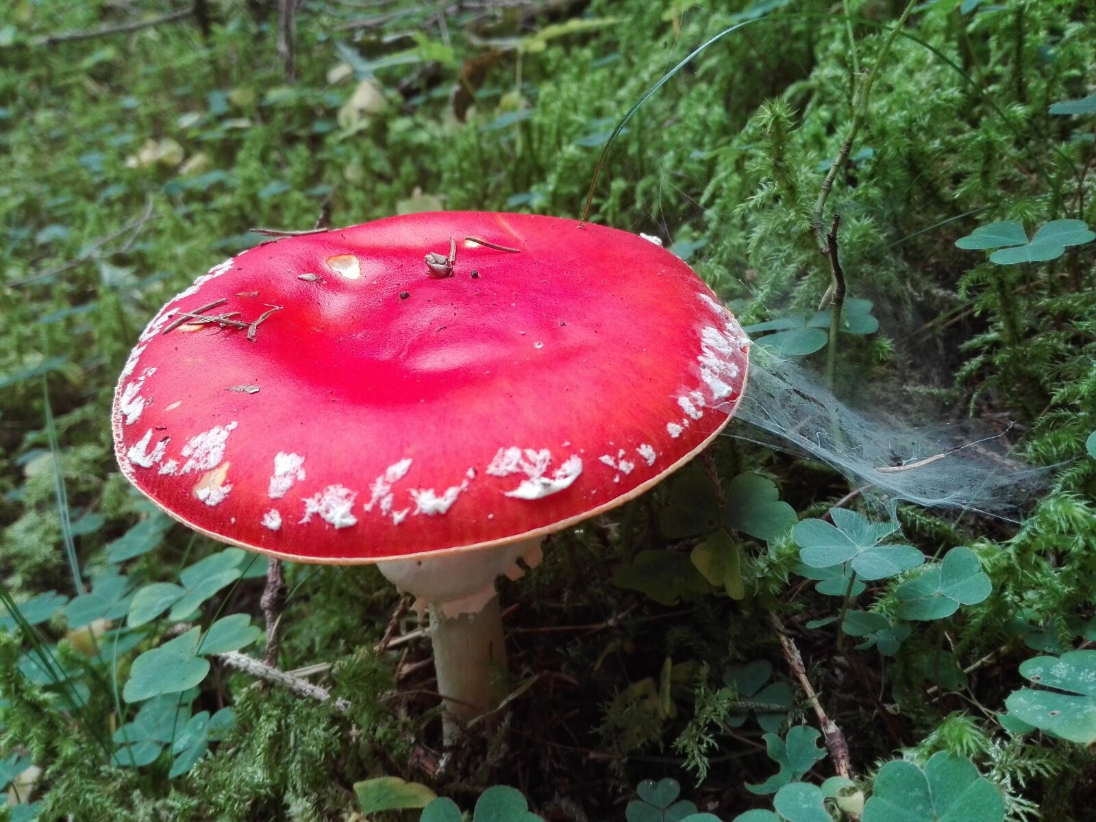 HUAWEI P8 Lite sample photo. Fungus, amanita, nature photography