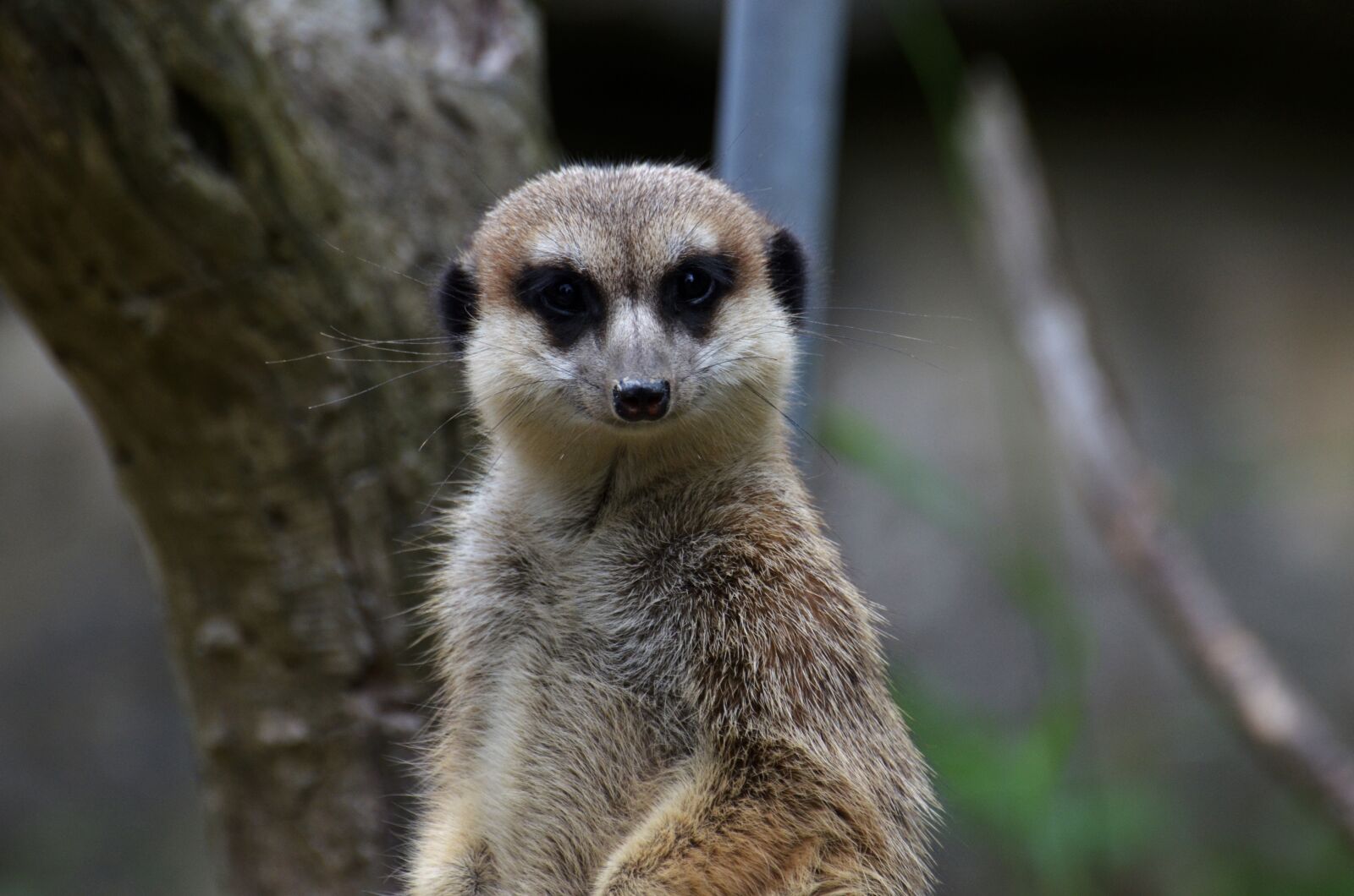 Nikon D5100 sample photo. Meerkat, zoo, portrait photography