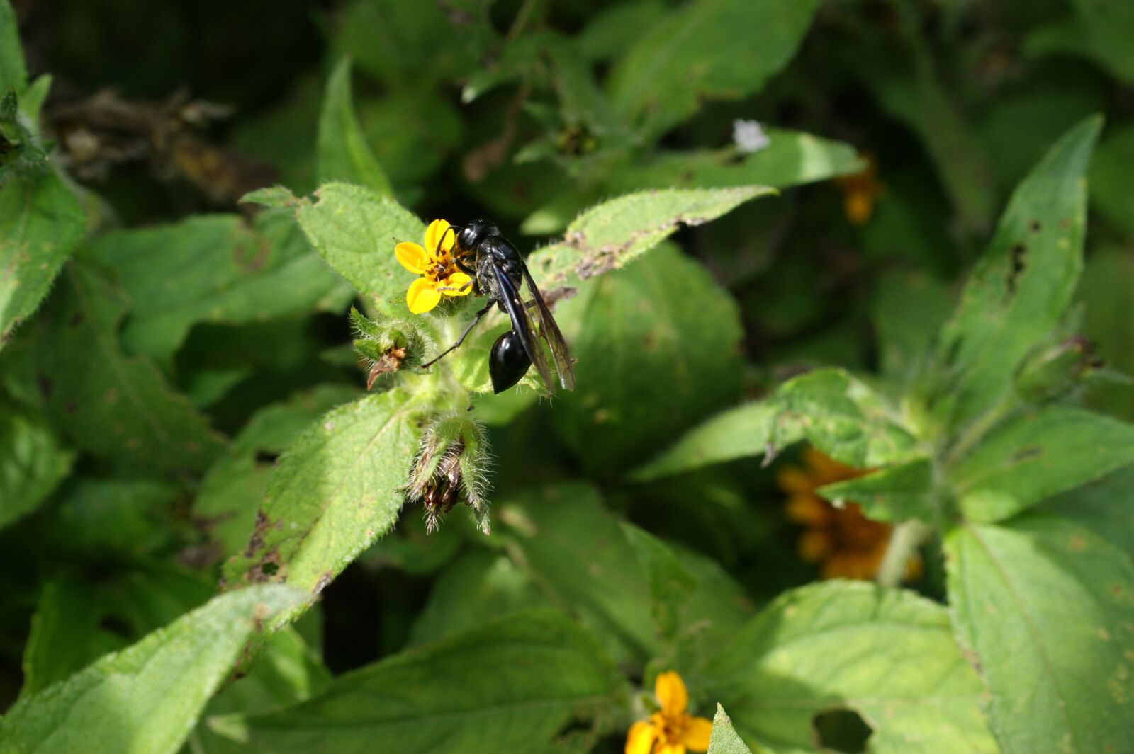Sony Alpha DSLR-A390 sample photo. Nature, finlandia, quindio photography