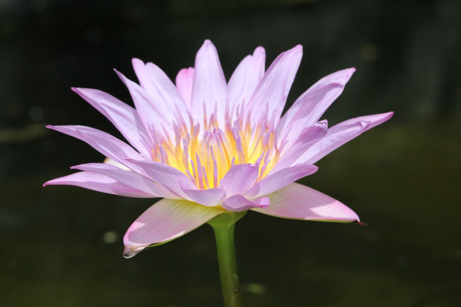 Canon EF 70-300 F4-5.6 IS II USM sample photo. Lotus, water plants, petals photography