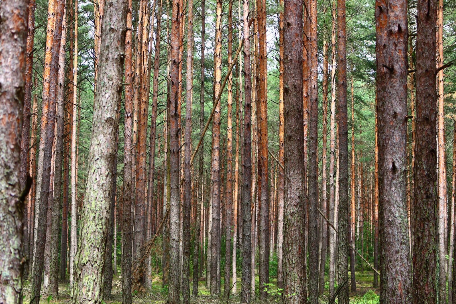 Canon EOS 700D (EOS Rebel T5i / EOS Kiss X7i) sample photo. Forest, pine, trees photography