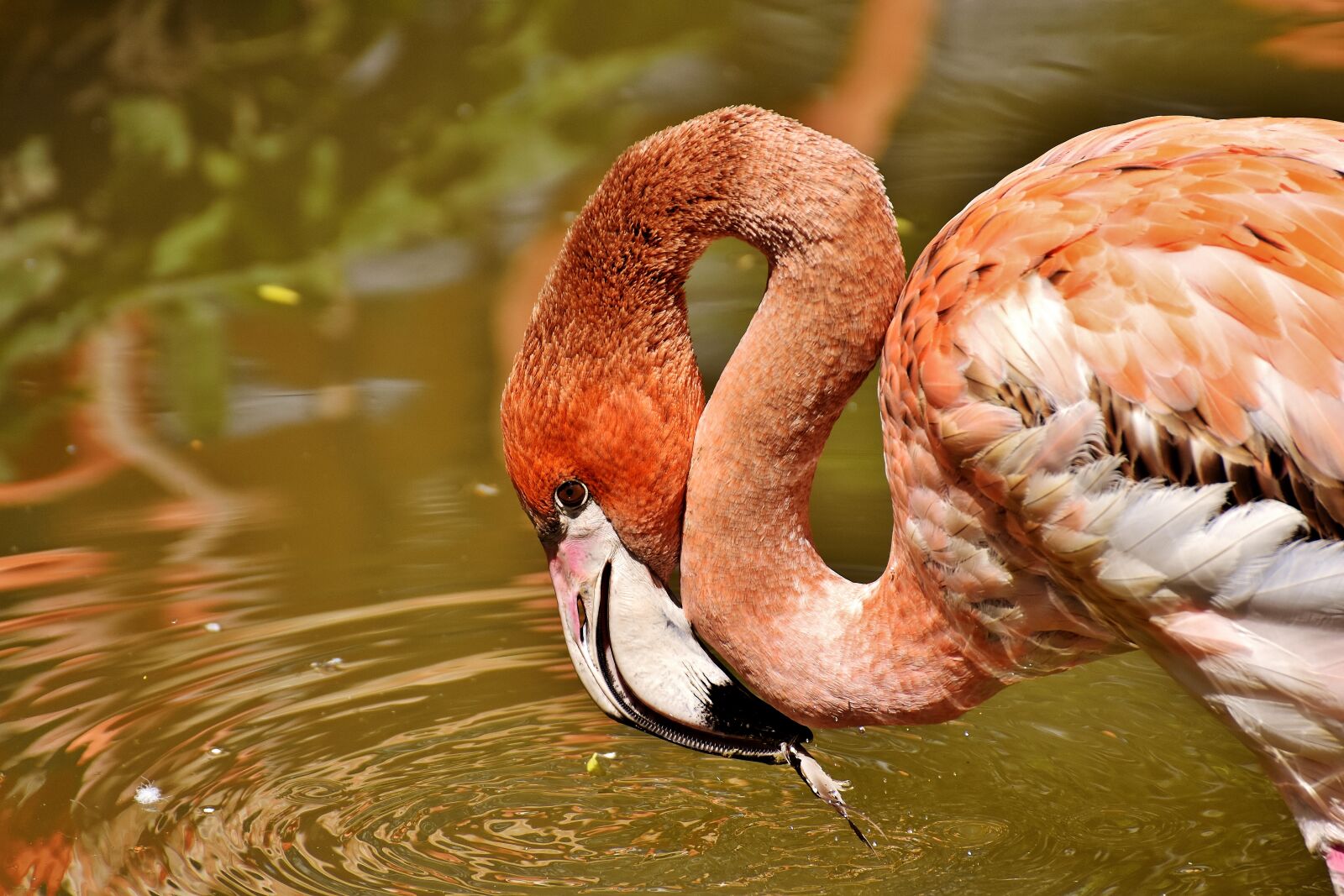 Nikon D7200 sample photo. Flamingo, birds, water bird photography