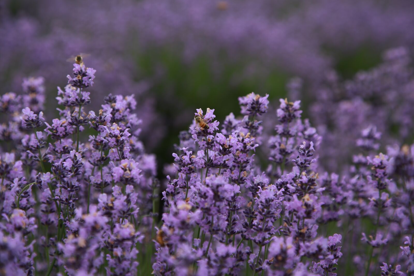 Canon EOS 6D + Canon EF 24-105mm F4L IS USM sample photo. Lavender, field, bee photography