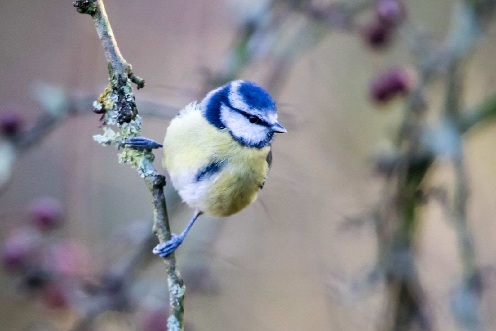 Canon EOS 7D Mark II sample photo. Bird, song bird, wildlife photography