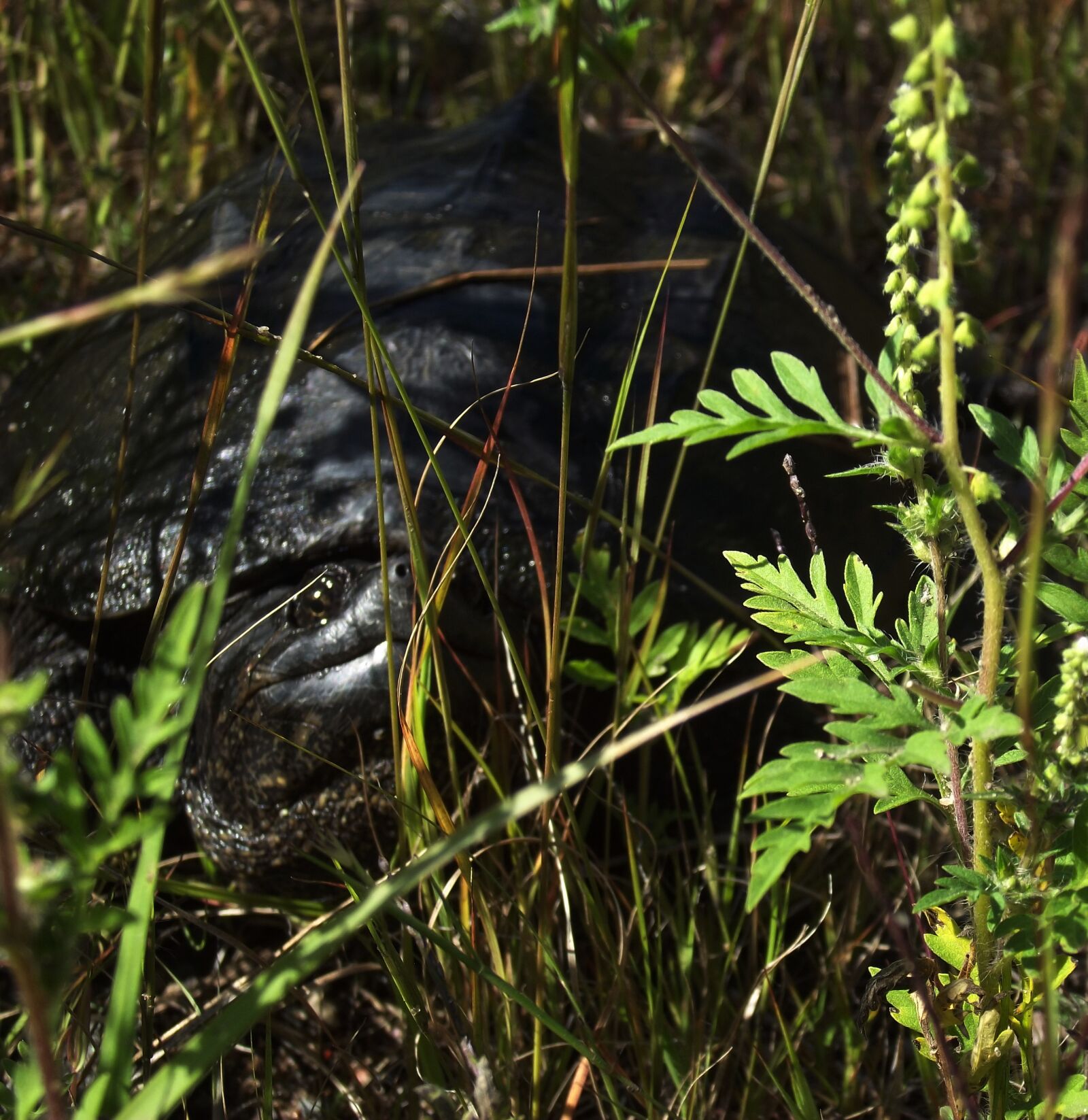 Fujifilm FinePix S2940/Walmart sample photo. Snapping turtle, hiding, grass photography