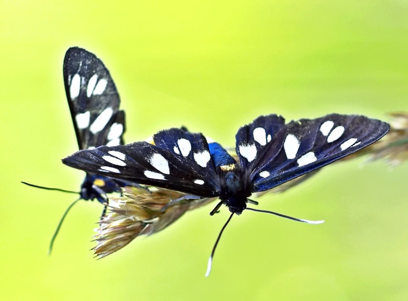 Olympus E-450 (EVOLT E-450) sample photo. Spot burnet white, parung photography