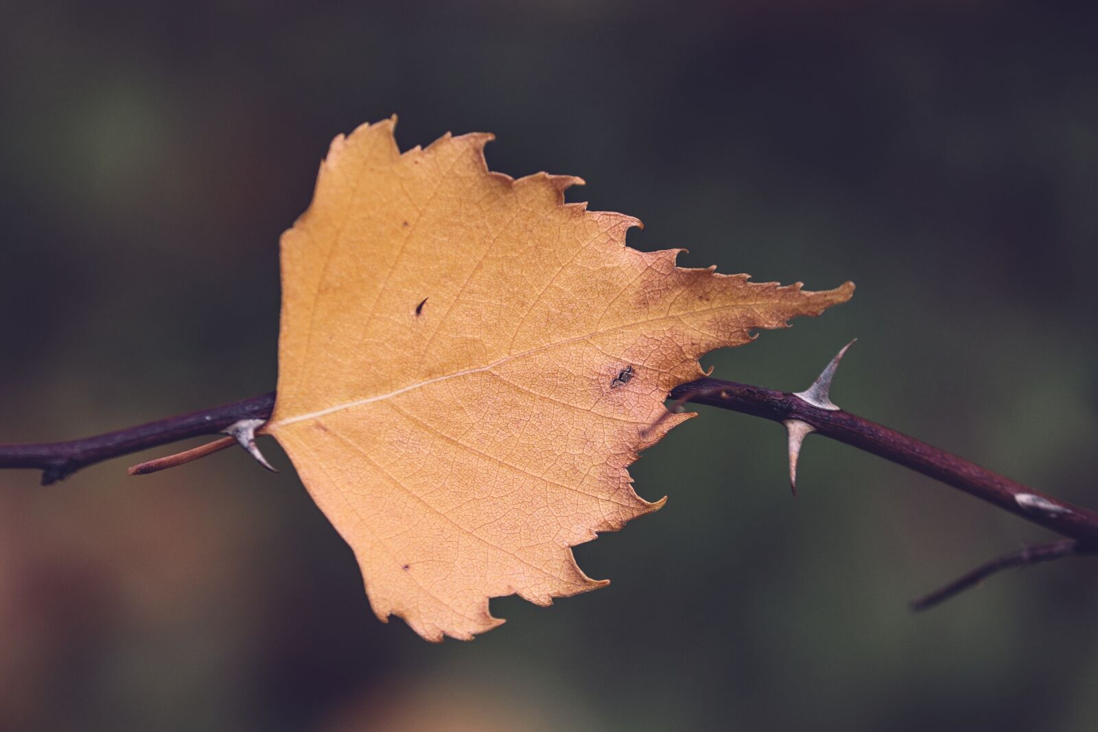 Canon EOS 200D (EOS Rebel SL2 / EOS Kiss X9) sample photo. Leaf, autumn leaf, yellow photography