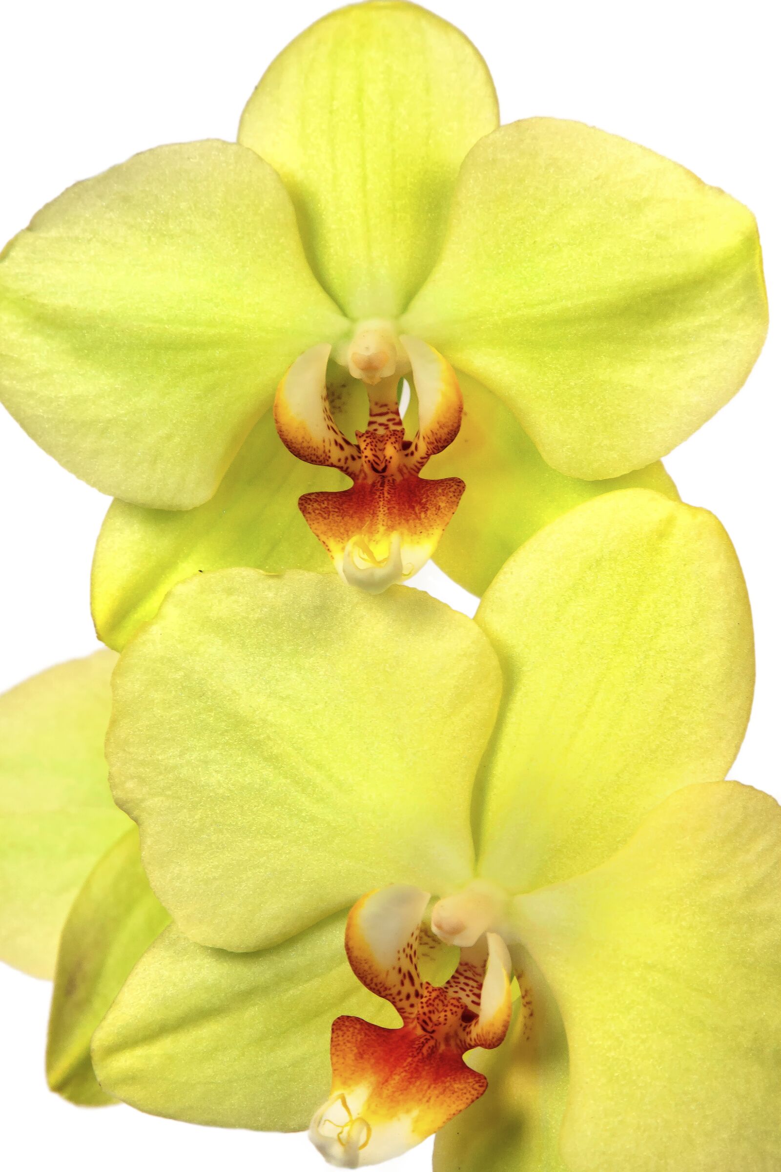 Canon EOS 50D + Canon EF 24-105mm F4L IS USM sample photo. Orchid, phalaenopsis, exotic photography