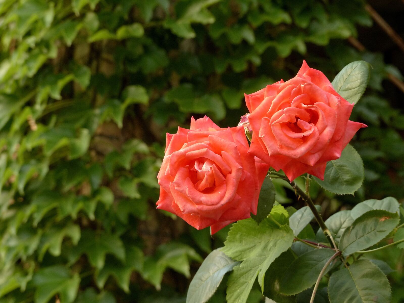 Panasonic Lumix DMC-FZ200 sample photo. Roses, flowers, ivy photography