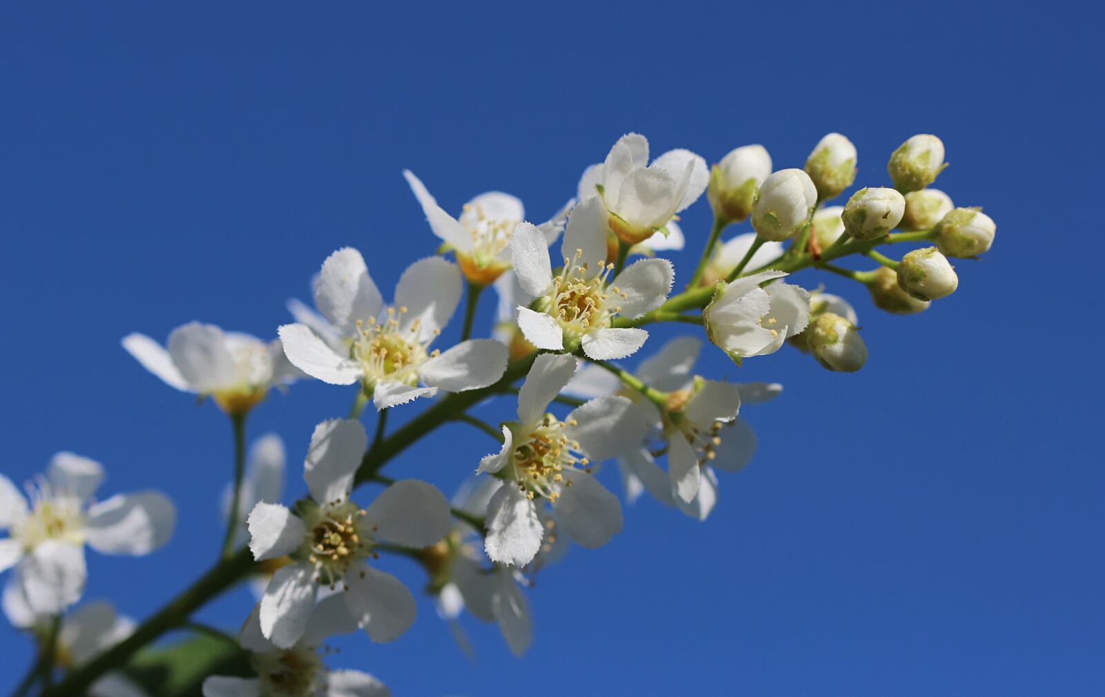 Canon EOS 600D (Rebel EOS T3i / EOS Kiss X5) sample photo. Spring, flower, tree photography