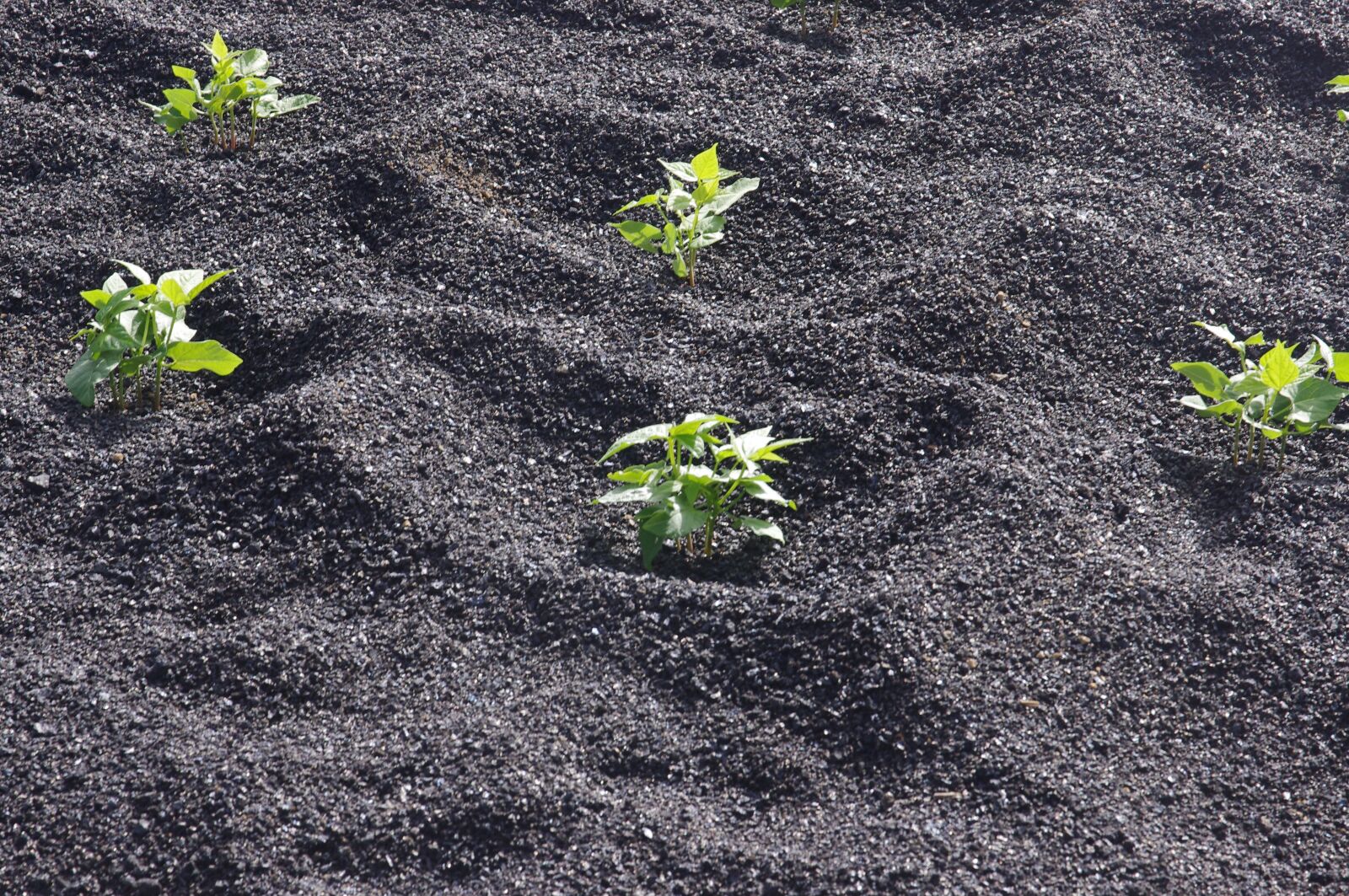 Pentax K-x sample photo. Agriculture, farming, plants photography