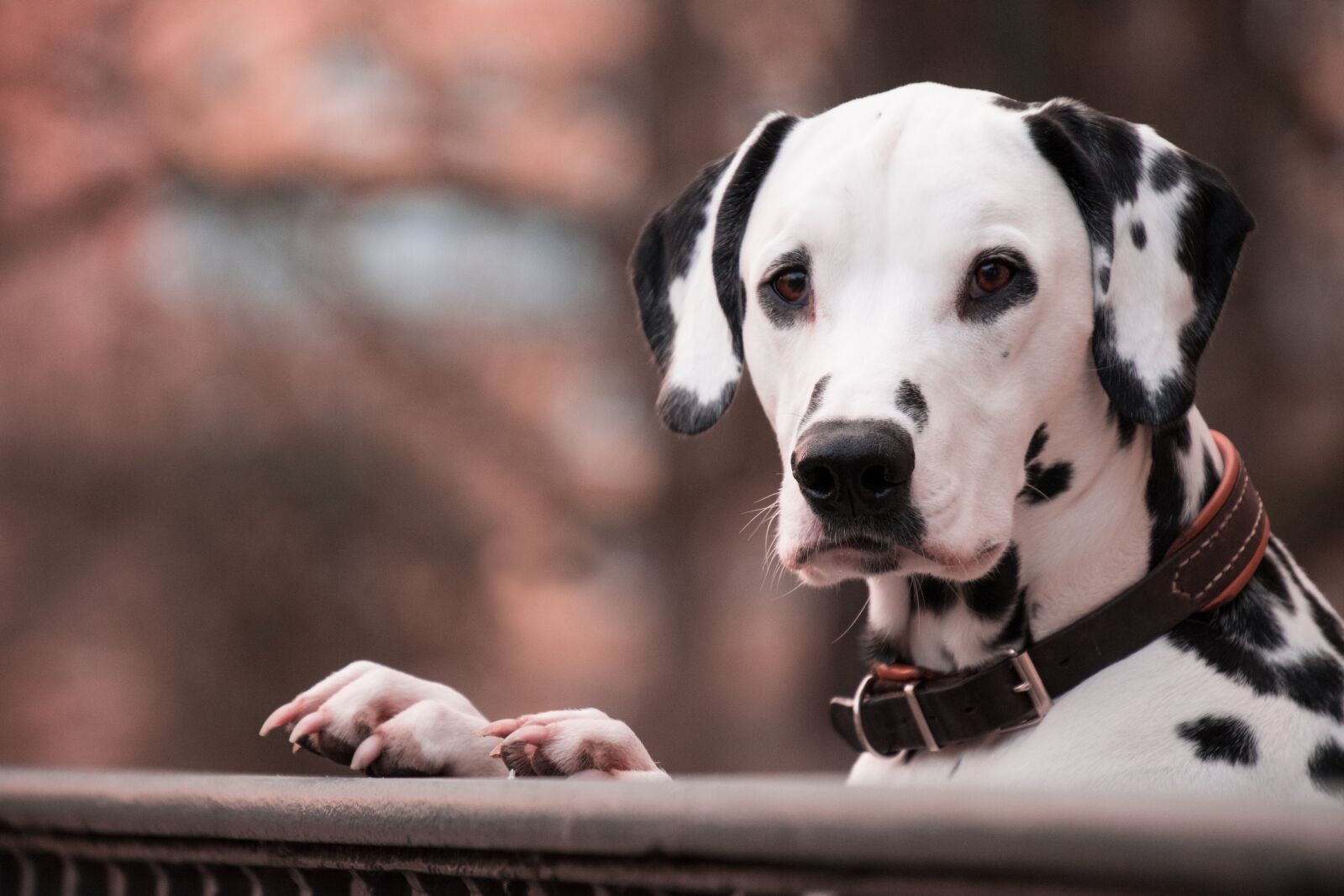 Nikon D3300 sample photo. Dog, portrait, mammal photography