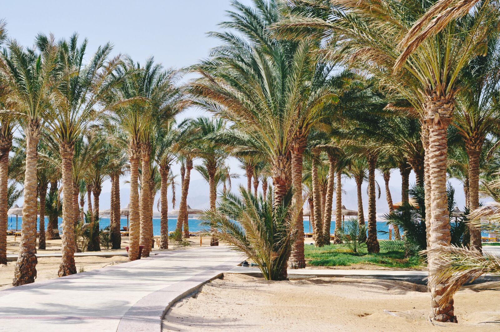 Nikon D90 sample photo. Palm, resort, beach photography