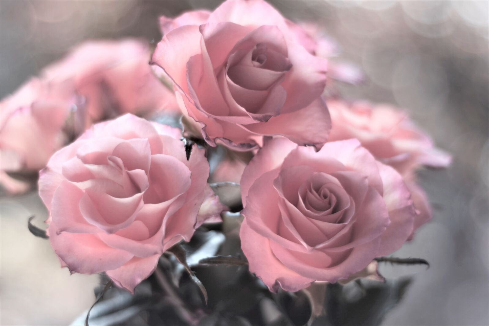 Nikon D7200 sample photo. Roses, flowers, pink photography