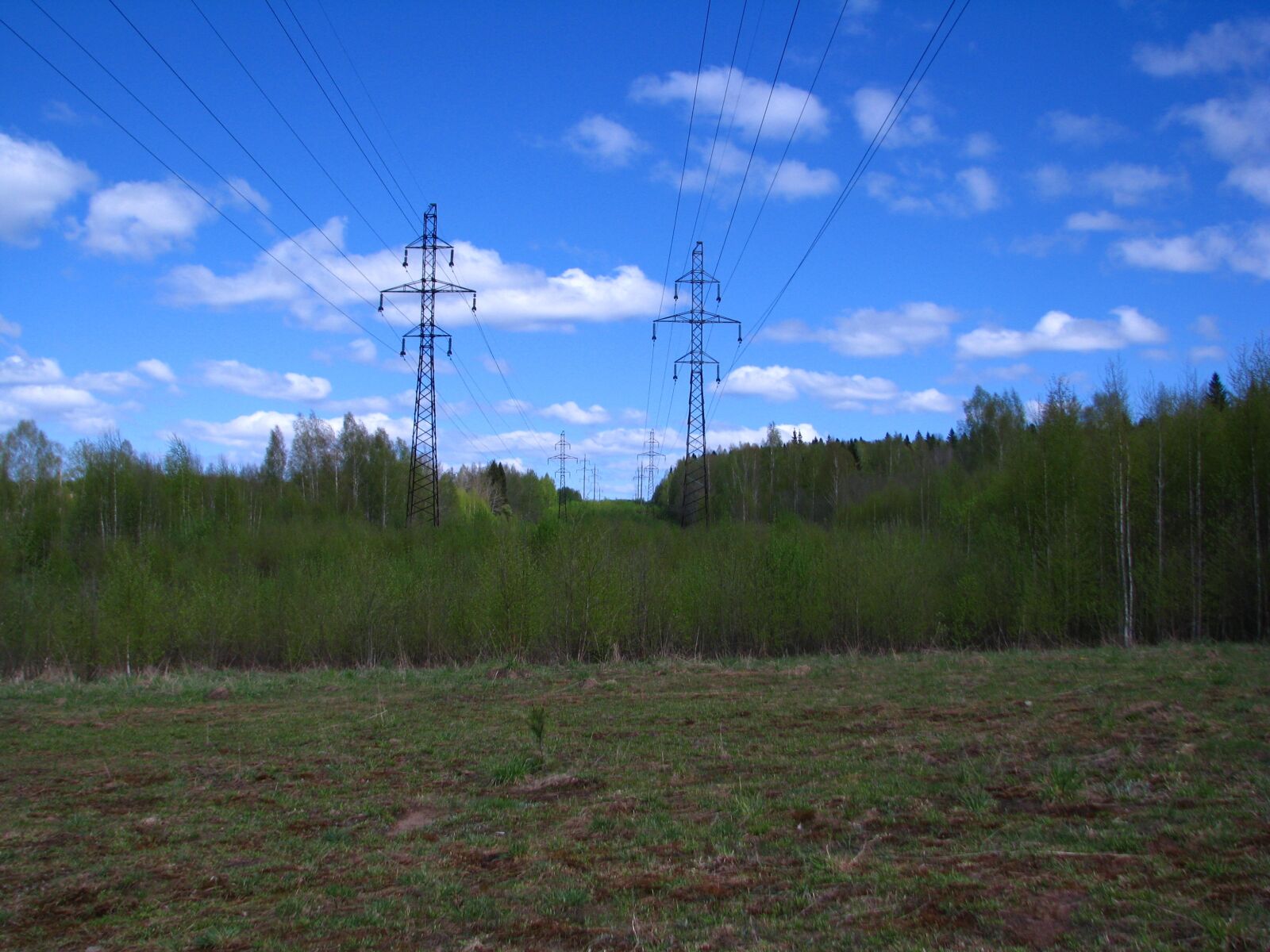 Canon POWERSHOT S5 IS sample photo. Forest, line, support photography