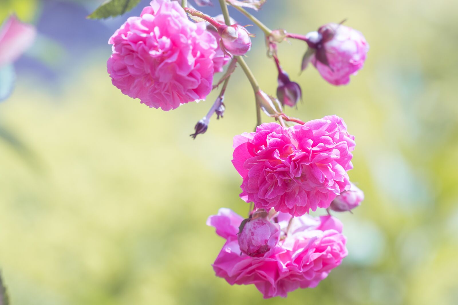 Nikon D7100 sample photo. Roses, flowers, pink photography