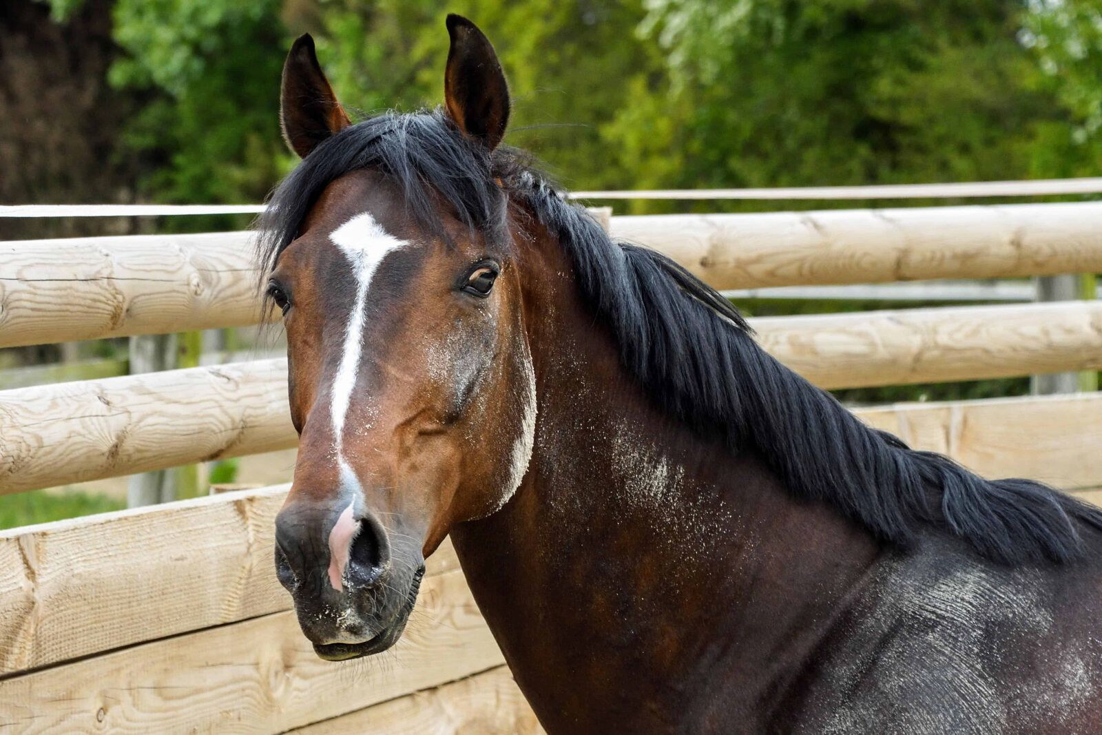Nikon D500 sample photo. Horse, animal, cavalry, ranch photography