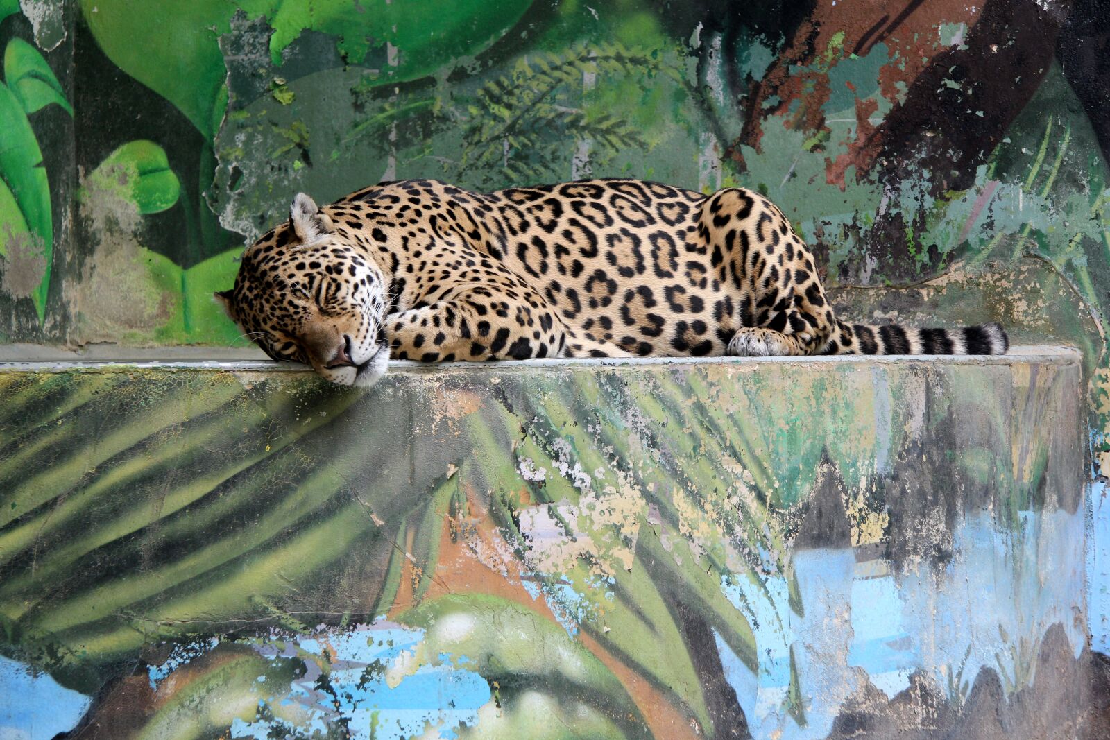 Canon EF-S 17-85mm F4-5.6 IS USM sample photo. Leopard, beast, animal photography