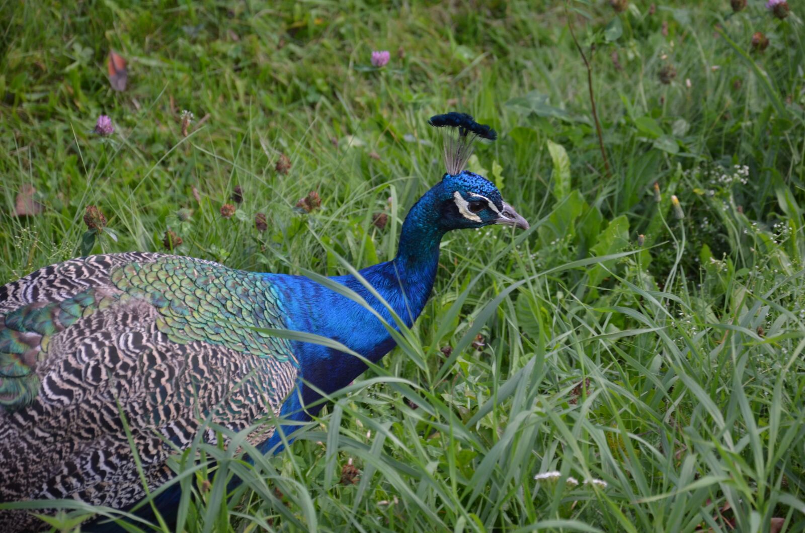 Nikon D5100 sample photo. Peacock, bird, zoo photography