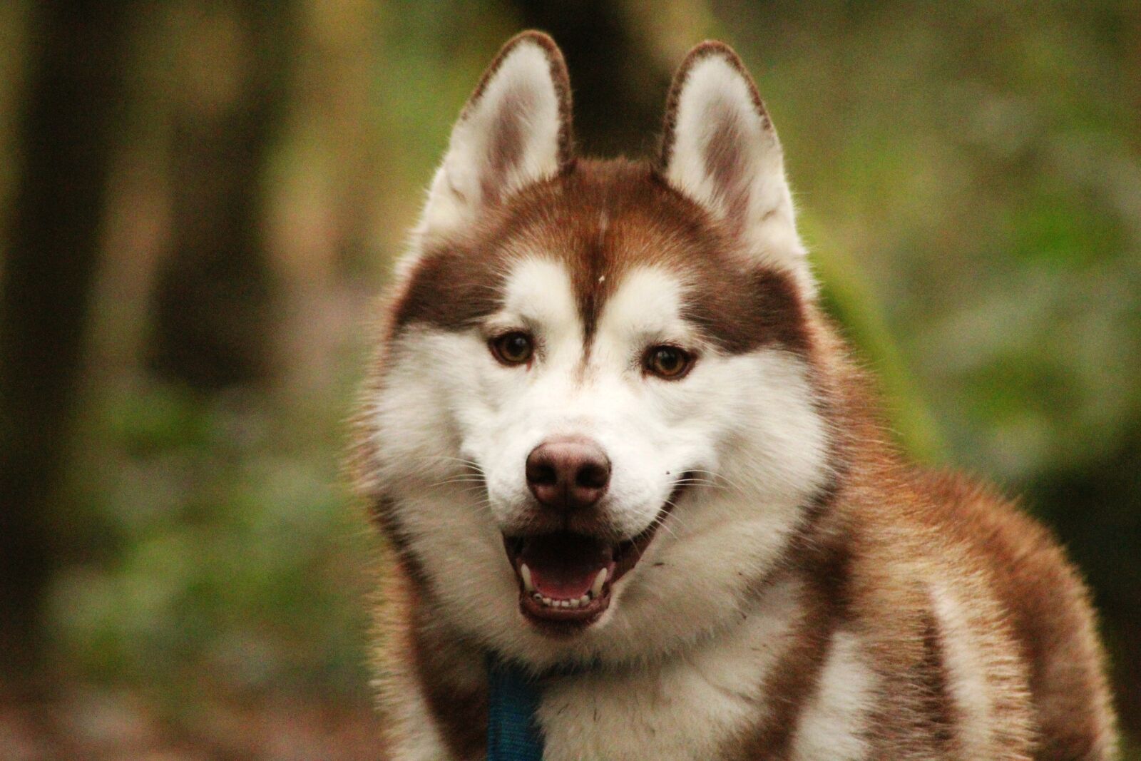 Canon EOS 4000D (EOS Rebel T100 / EOS 3000D) sample photo. Siberian husky, husky, dog photography