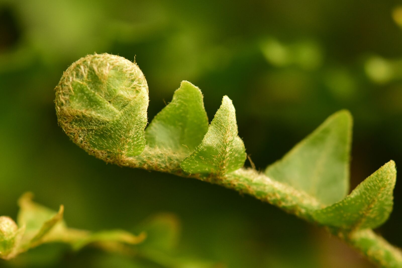 Nikon D3400 sample photo. Fern bud, leaf, roll photography