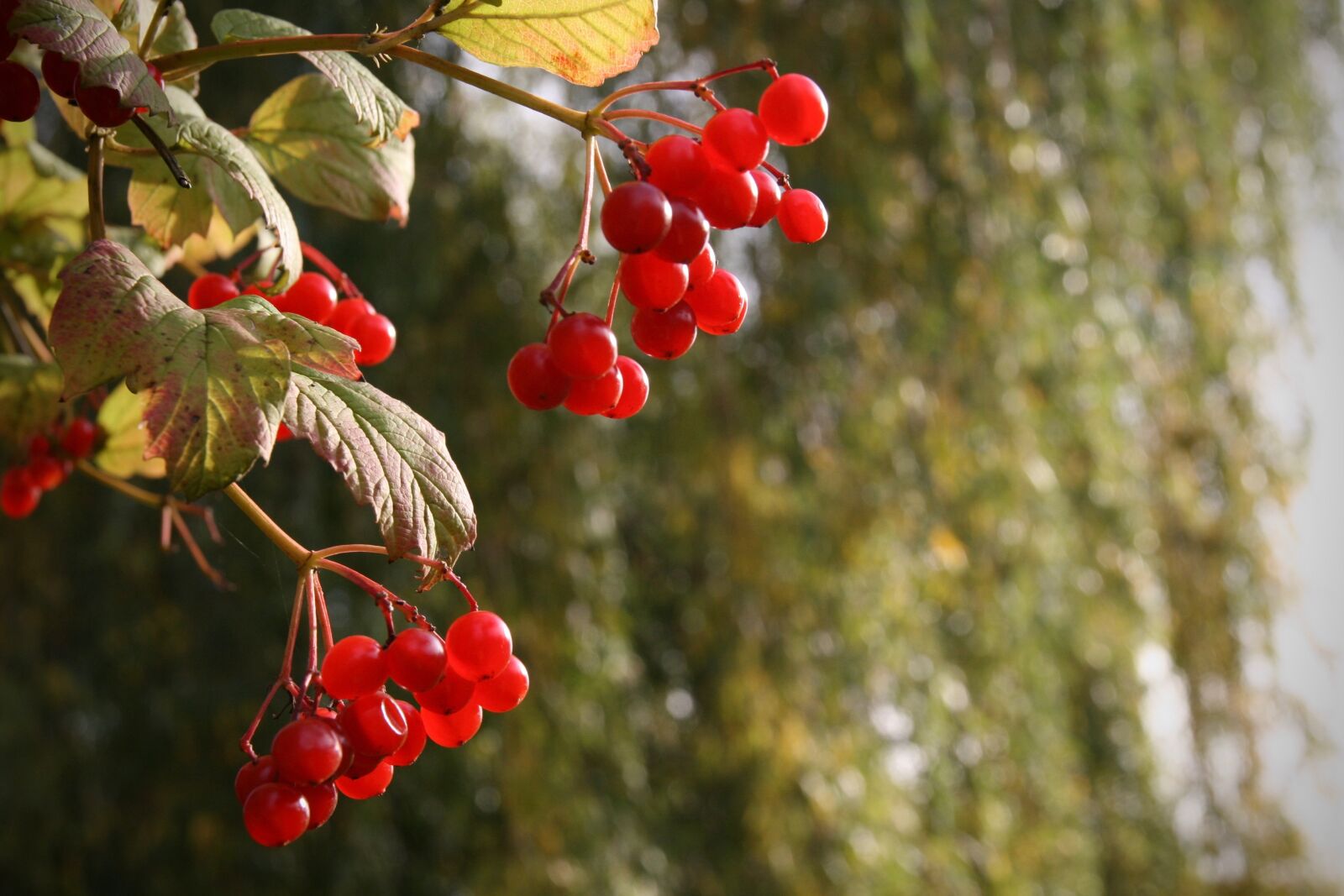 Canon EOS 400D (EOS Digital Rebel XTi / EOS Kiss Digital X) sample photo. Berries, red, common snowball photography