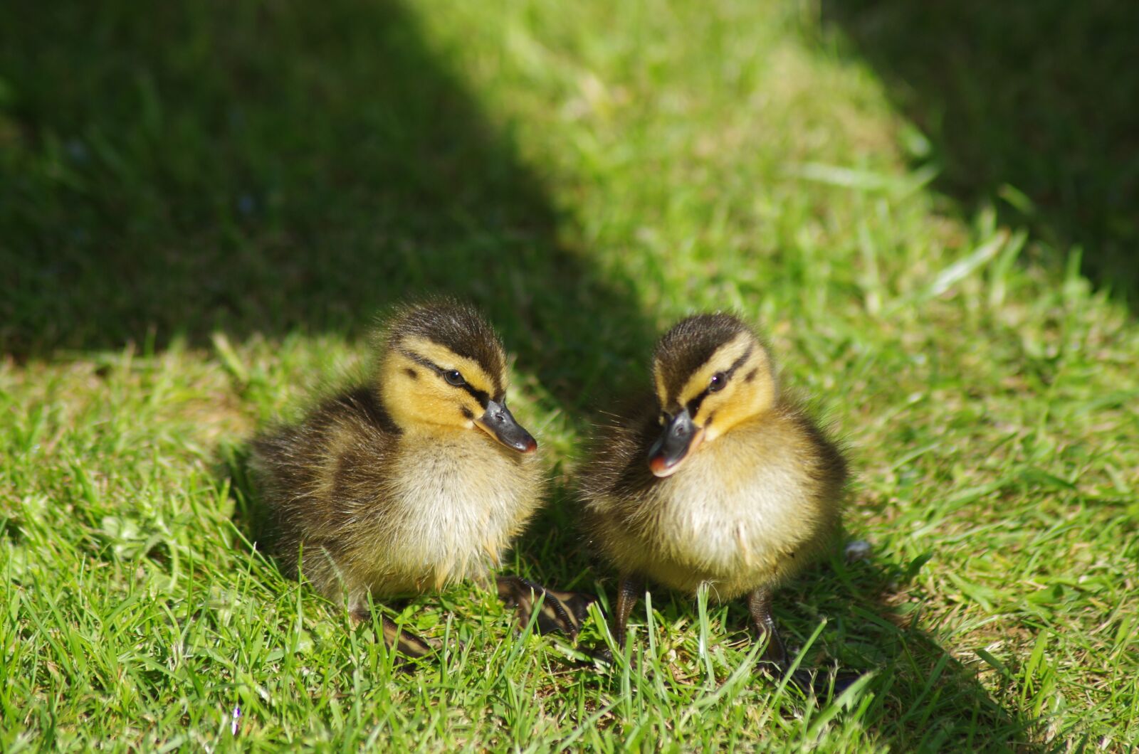 Pentax K-30 sample photo. Ducklings, birds, cute photography