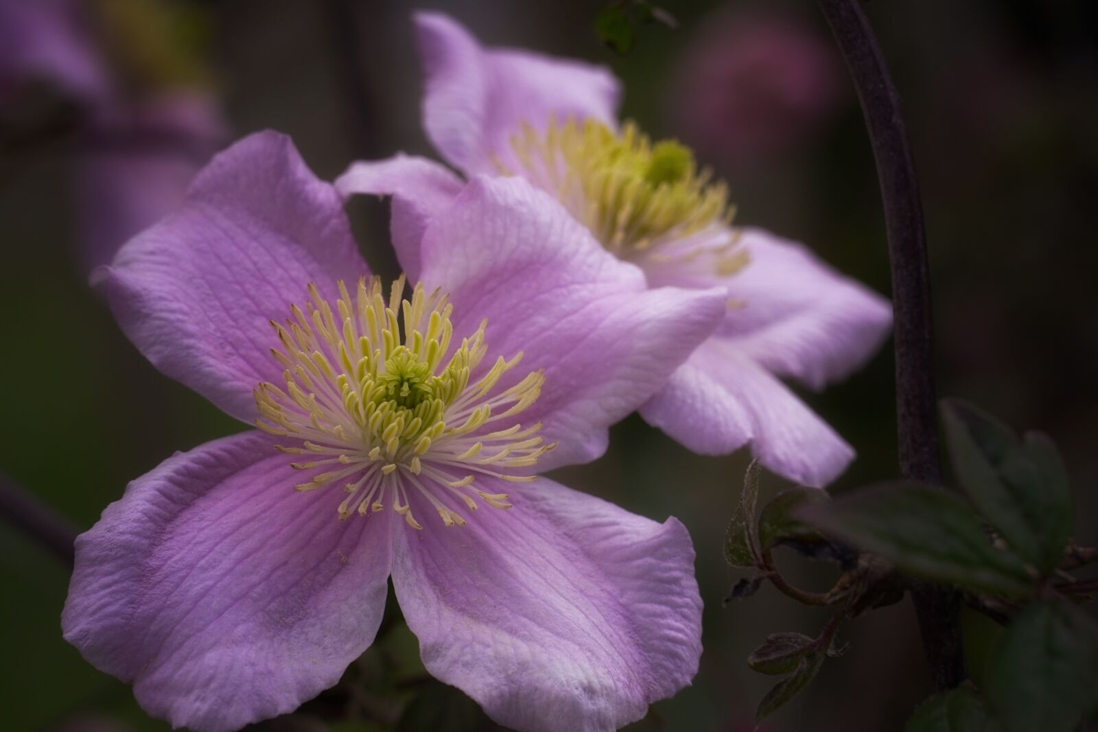 Sony a6400 sample photo. Clematis, nature, flower photography