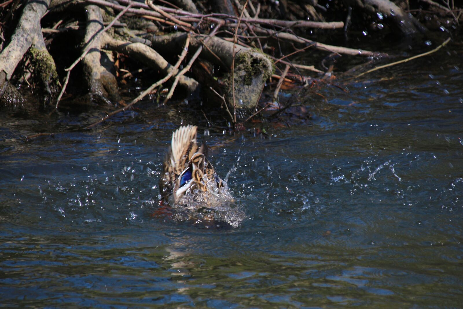 Canon EOS 700D (EOS Rebel T5i / EOS Kiss X7i) sample photo. Duck, water, bird photography