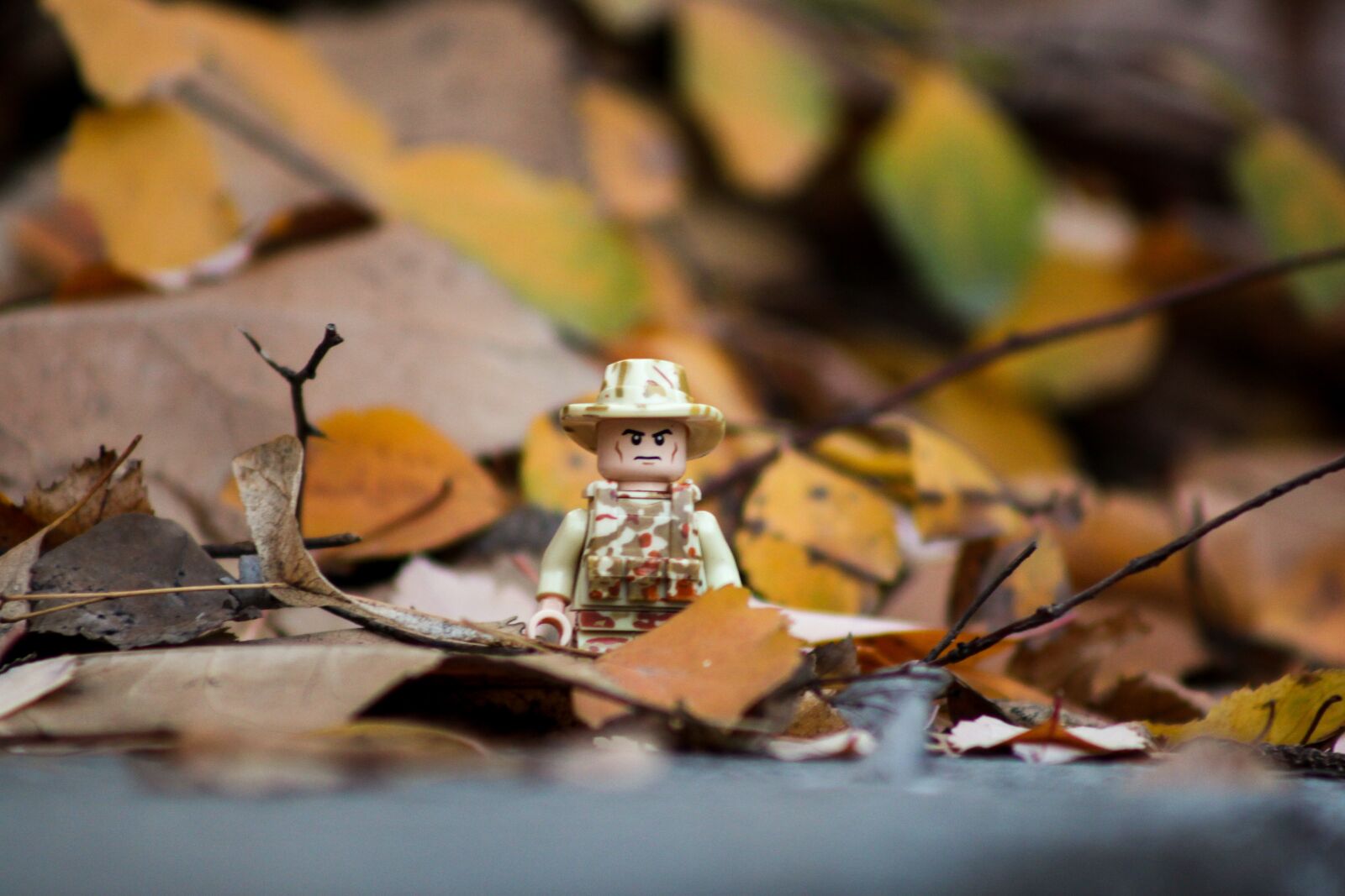 Canon EOS 500D (EOS Rebel T1i / EOS Kiss X3) sample photo. Autumn, leaves, yellow photography