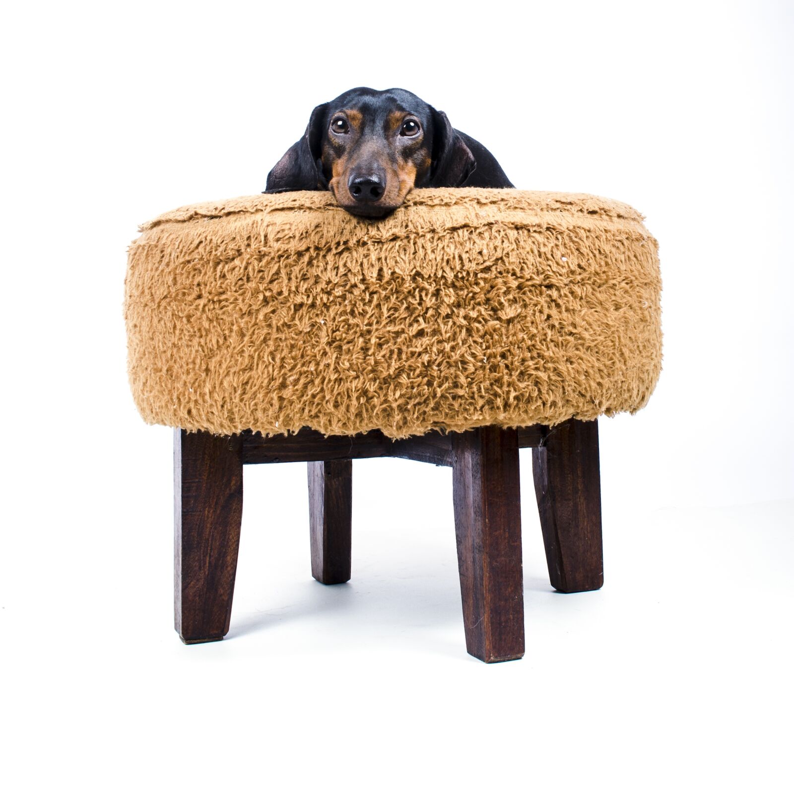 Nikon D5100 sample photo. Dog, animal, animals photography