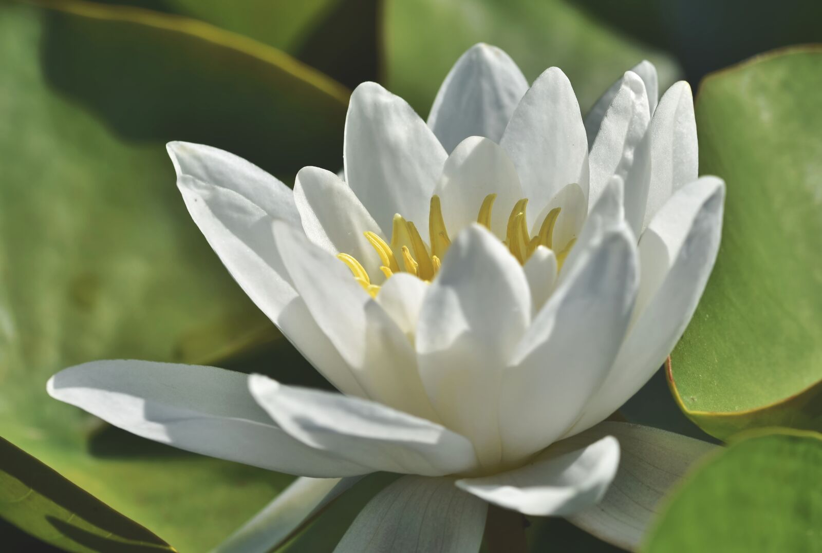 Nikon D7200 sample photo. Water lily, pond, lake photography