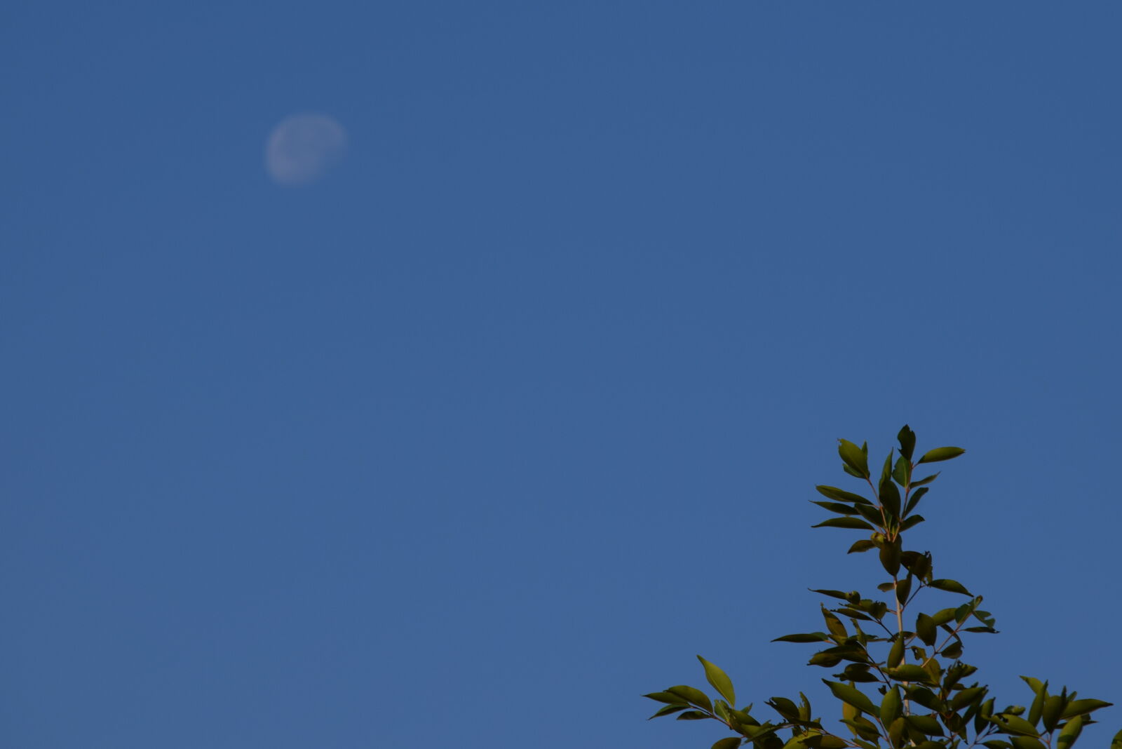 Nikon D3300 sample photo. Half, moon, moon photography