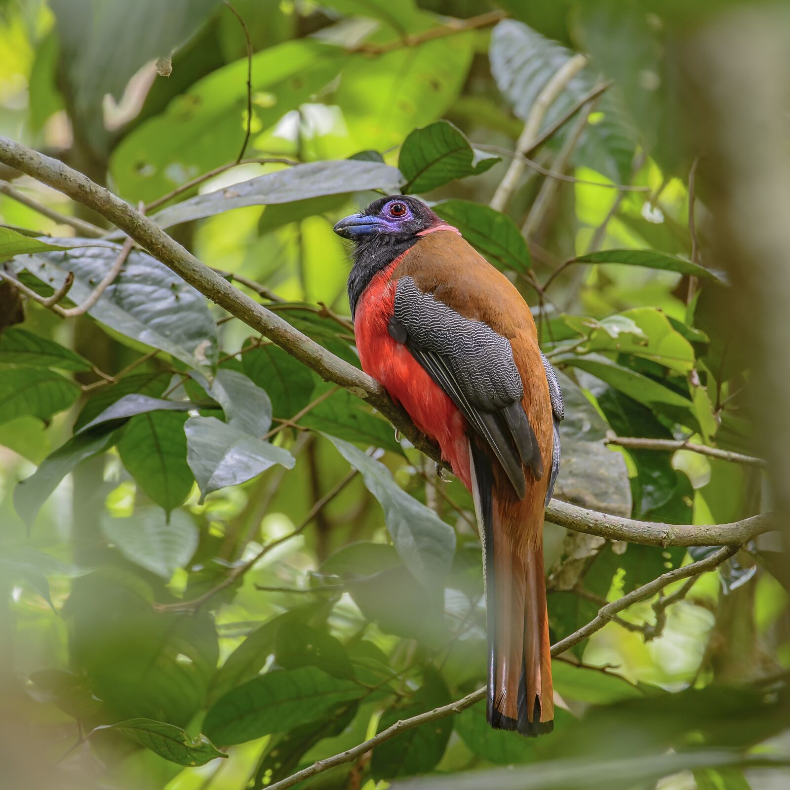 Nikon D7100 sample photo. Bird, malaysia birds, bite photography
