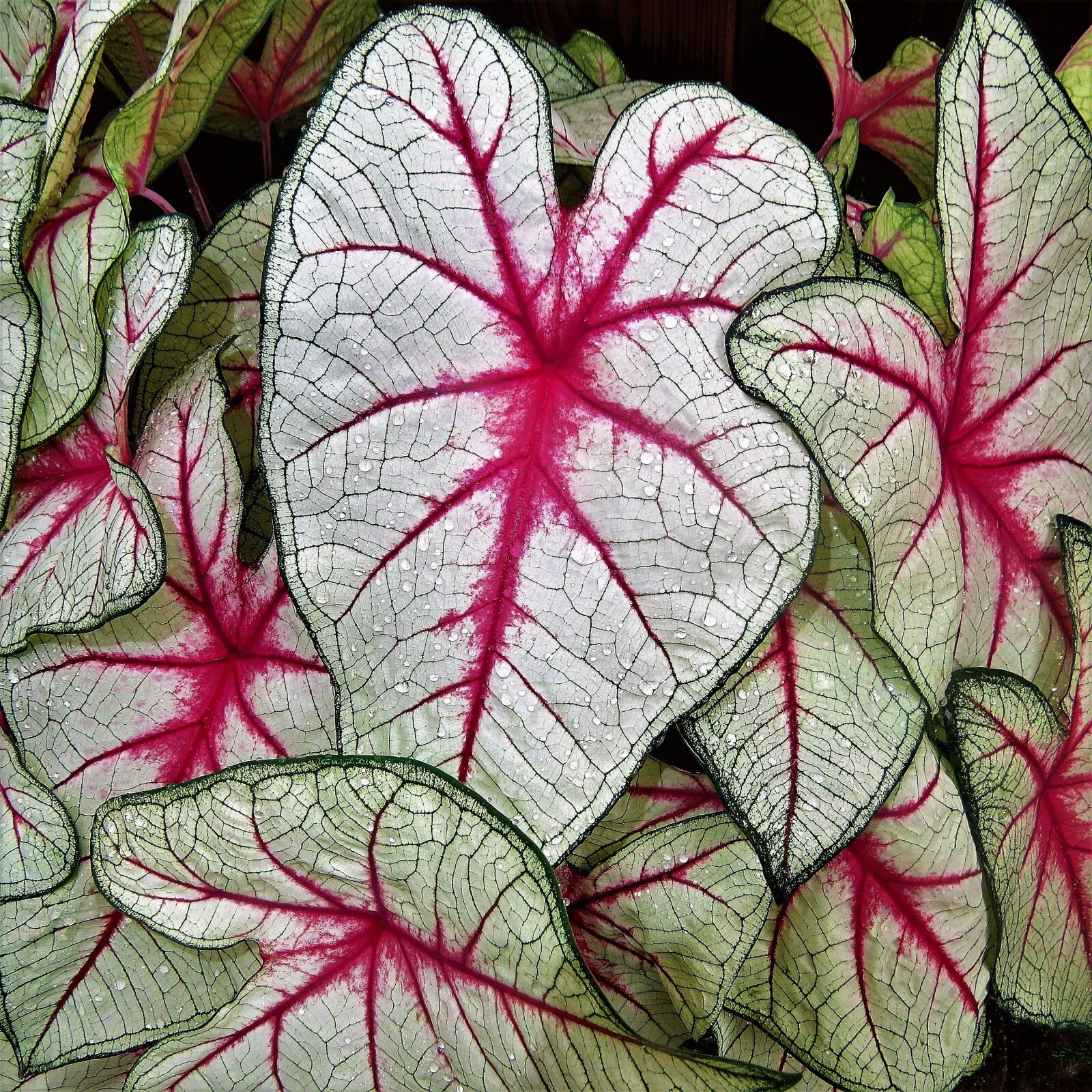 Canon PowerShot SX50 HS sample photo. Plant, pink, white photography