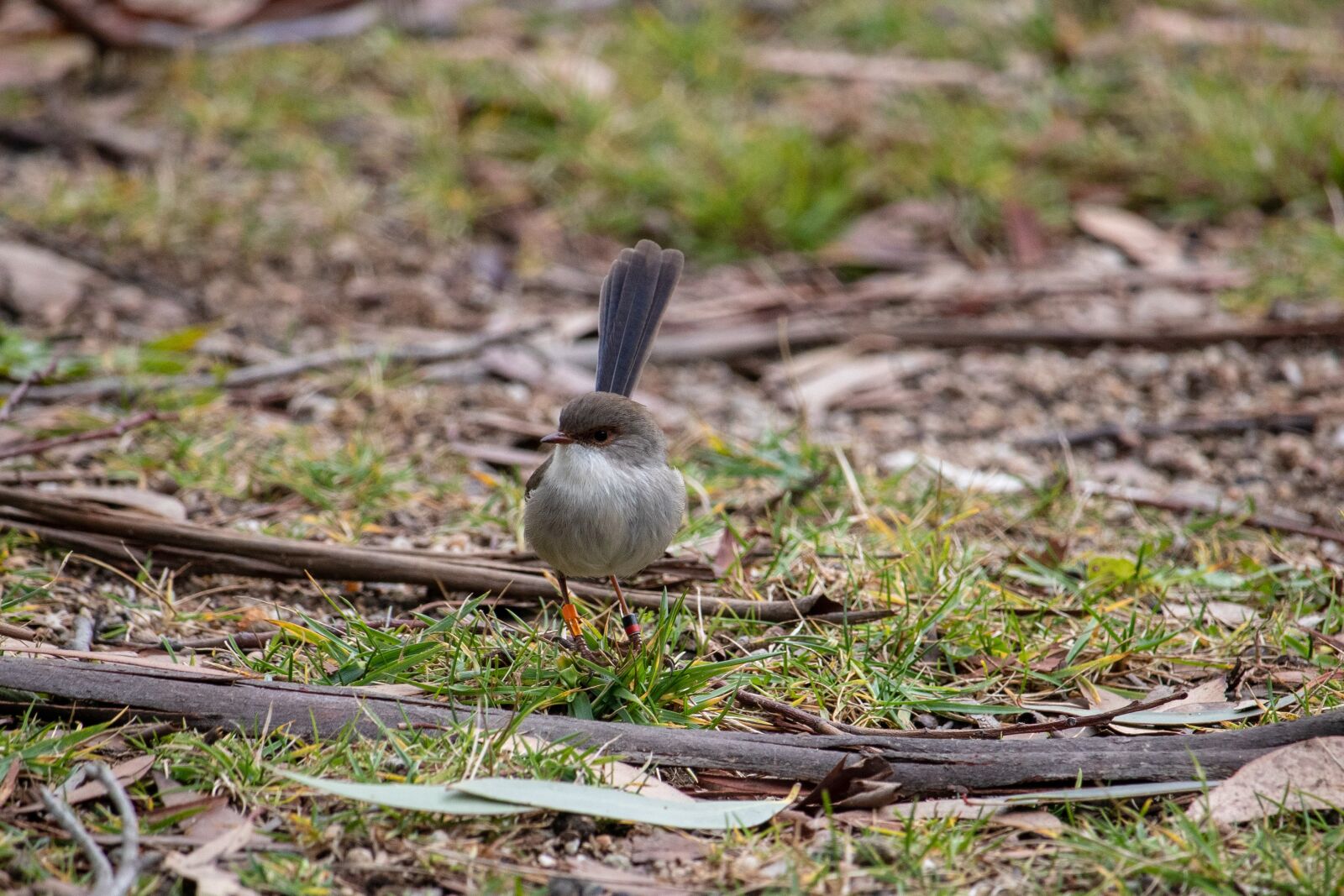 Canon EOS 200D (EOS Rebel SL2 / EOS Kiss X9) sample photo. Bird, wren, small photography