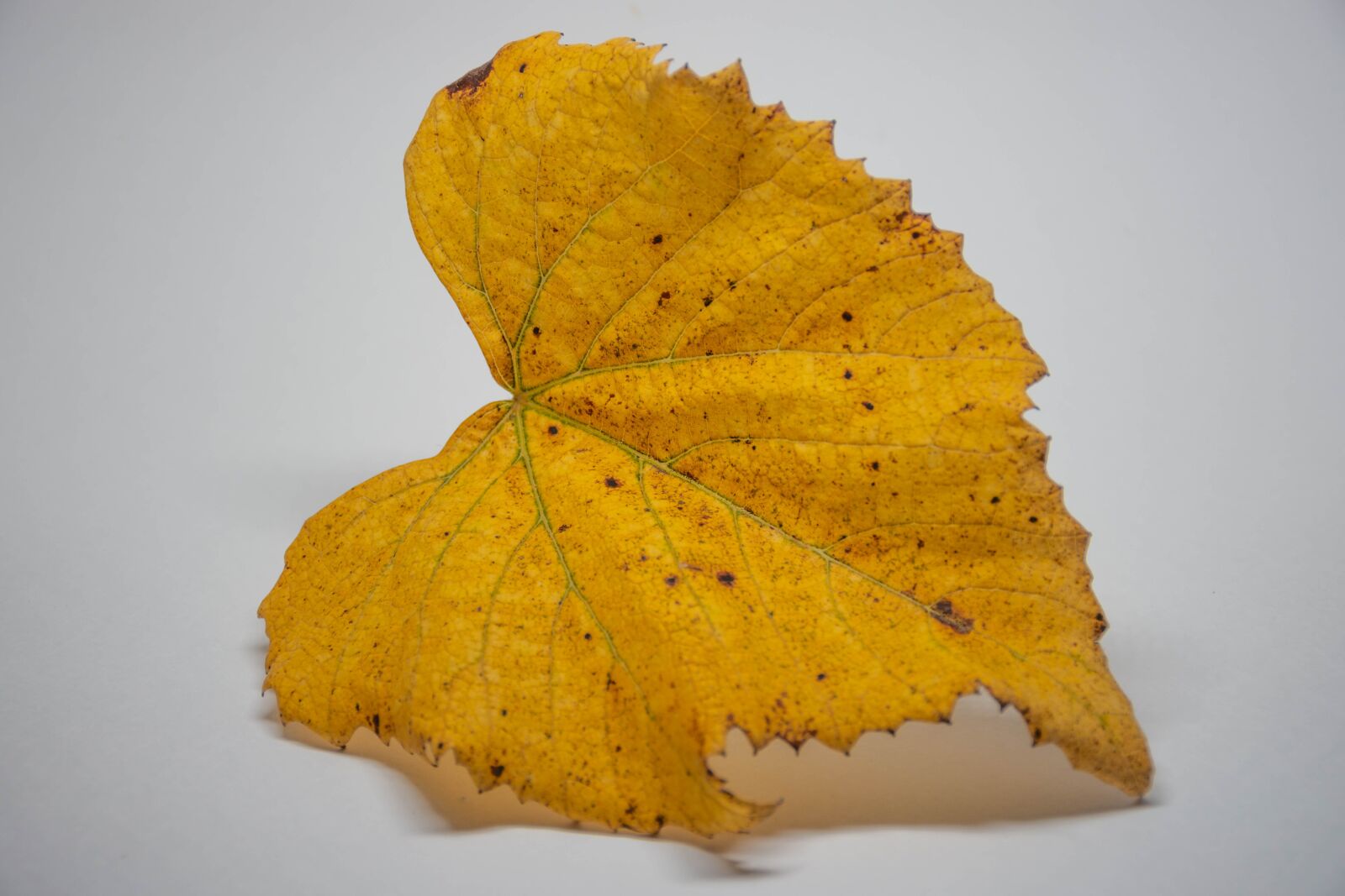 Nikon D7200 sample photo. Leaves, colorful, autumn photography