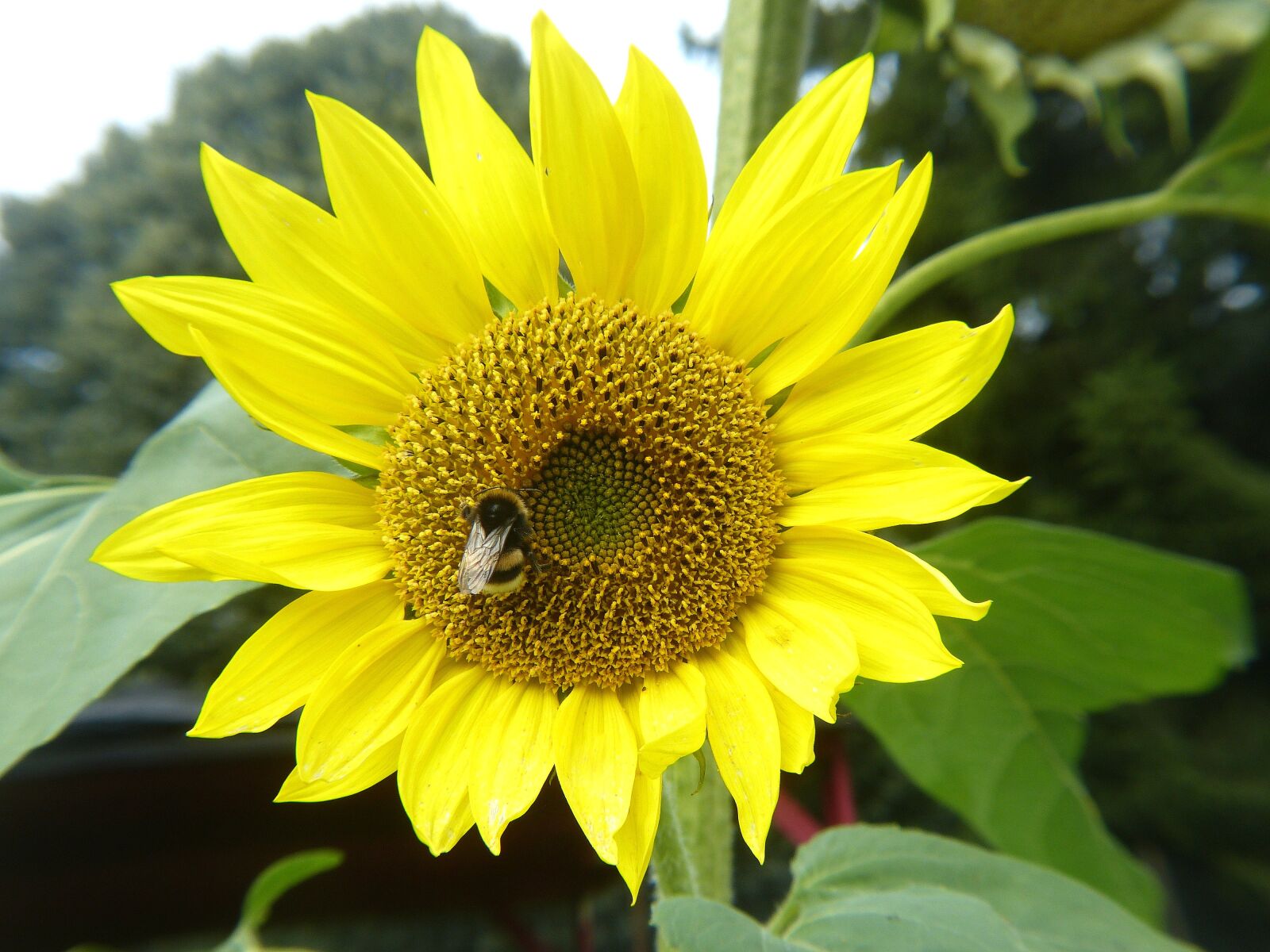 Panasonic Lumix DMC-FZ150 sample photo. Sunflower, yellow, bee photography