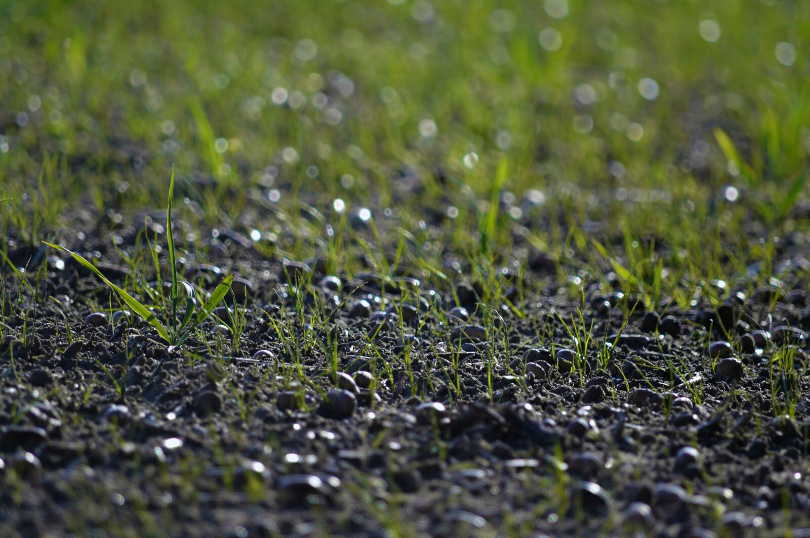 Nikon D3200 sample photo. Grass, green, nature photography