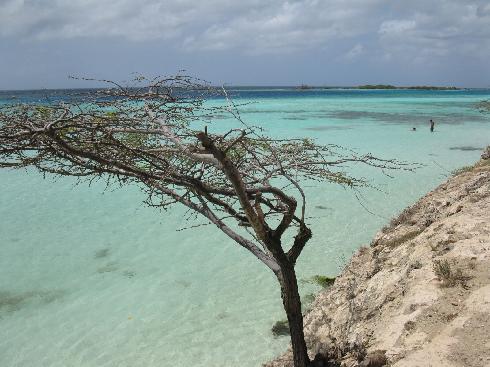 Canon PowerShot A2000 IS sample photo. Aruba, tree, beach photography