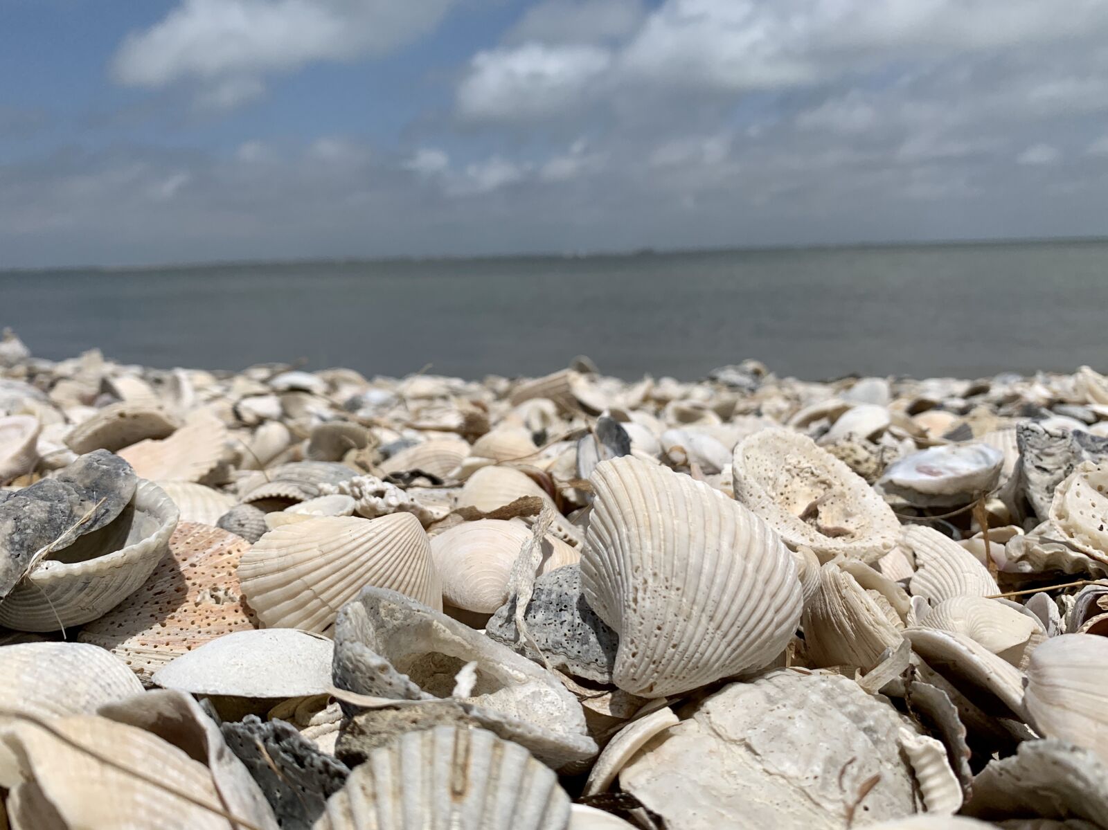 Apple iPhone XS sample photo. Island, shells, florida photography