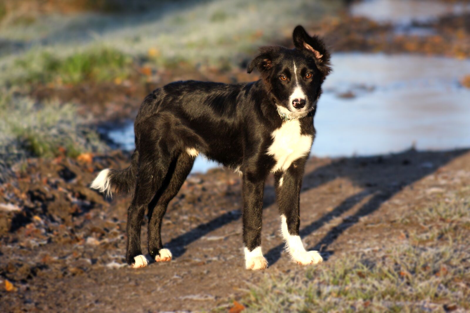Canon EOS 40D sample photo. Domino, dog, border collie photography