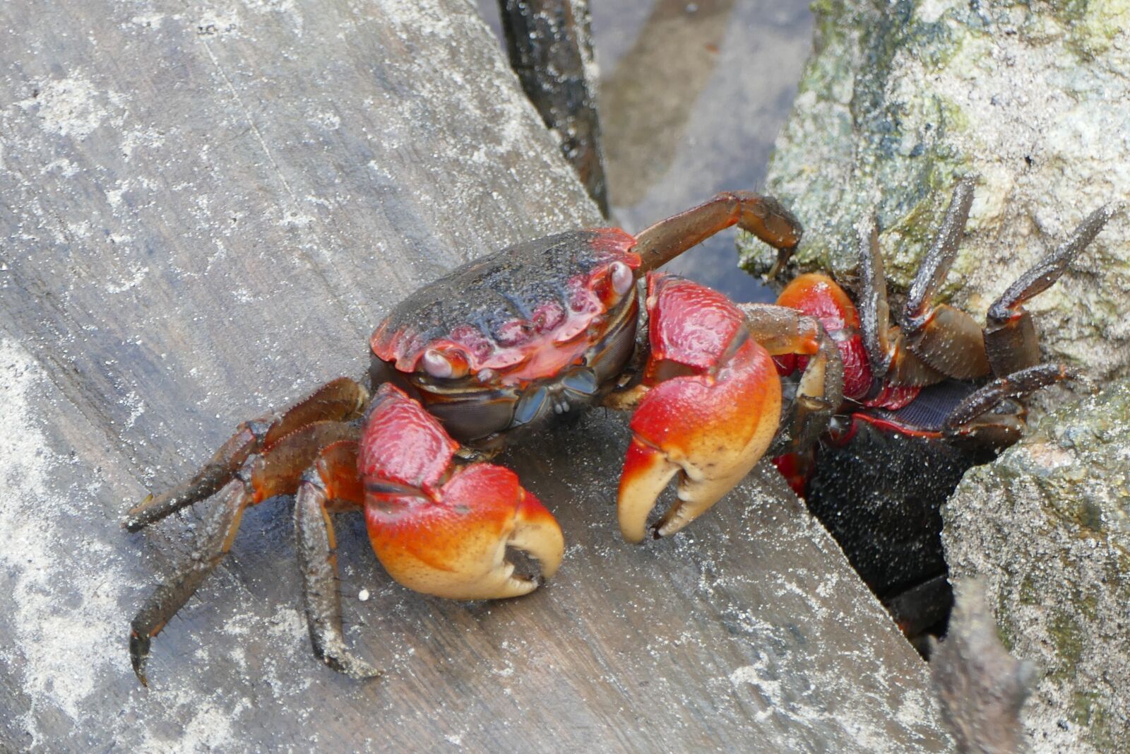 Panasonic Lumix DMC-FZ1000 sample photo. Cancer, crab, animal photography