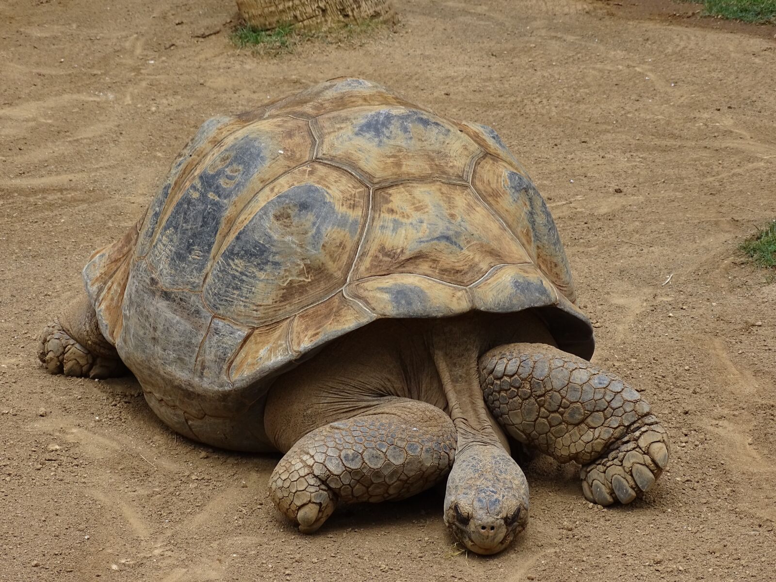 Sony Cyber-shot DSC-HX400V sample photo. Turtle, panzer, animal photography