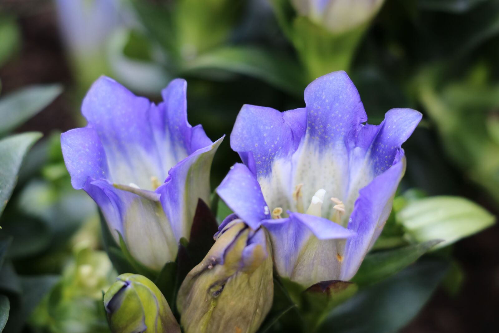 Canon EOS 750D (EOS Rebel T6i / EOS Kiss X8i) sample photo. Gentian, summer, nature photography
