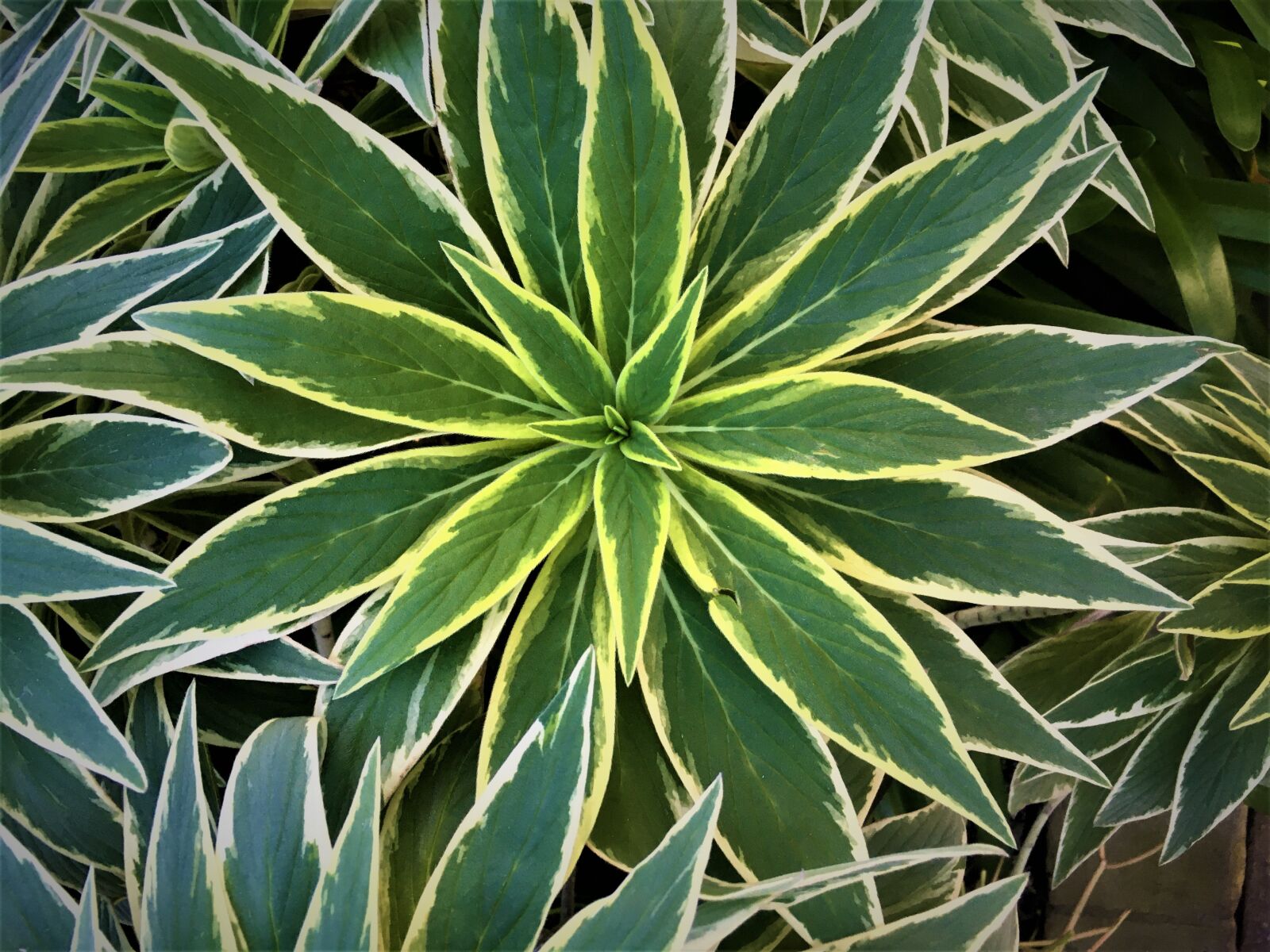 iPhone SE back camera 4.15mm f/2.2 sample photo. Plant, leaves, nature photography