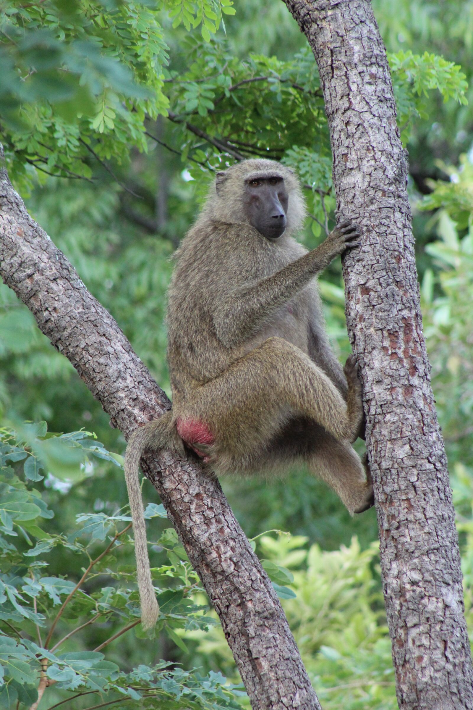 Canon EOS 1300D (EOS Rebel T6 / EOS Kiss X80) sample photo. Baboon, mole national park photography